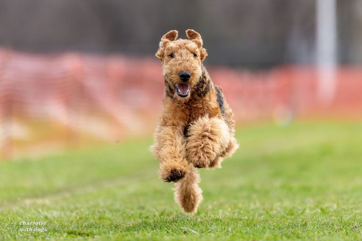 An Airedale Terrier dog running energetically across green grass field outdoors during a Fast CAT event.