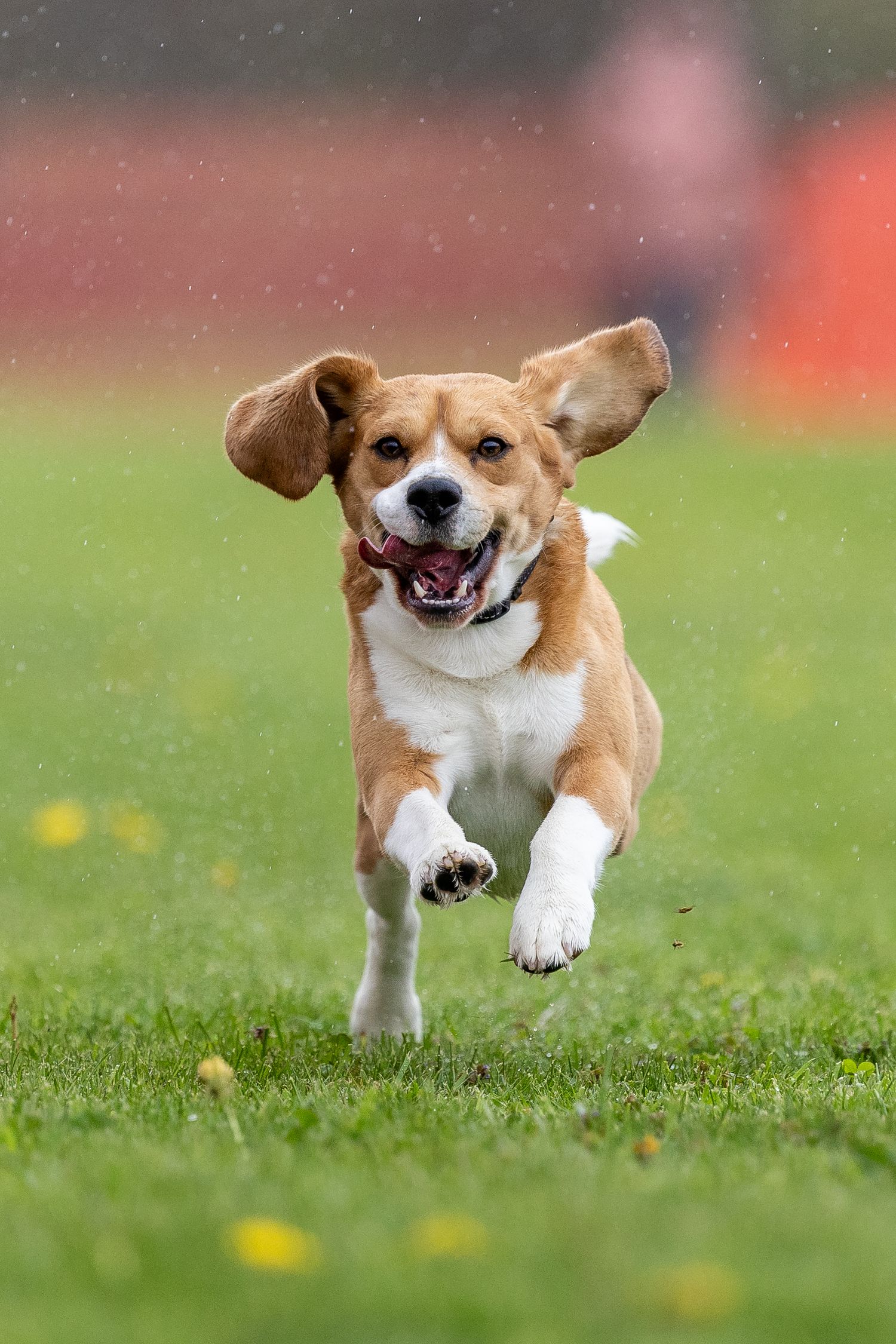 A joyful Beagle runs across green grass with ears flapping and mouth open in a happy expression during a Fast CAT event.