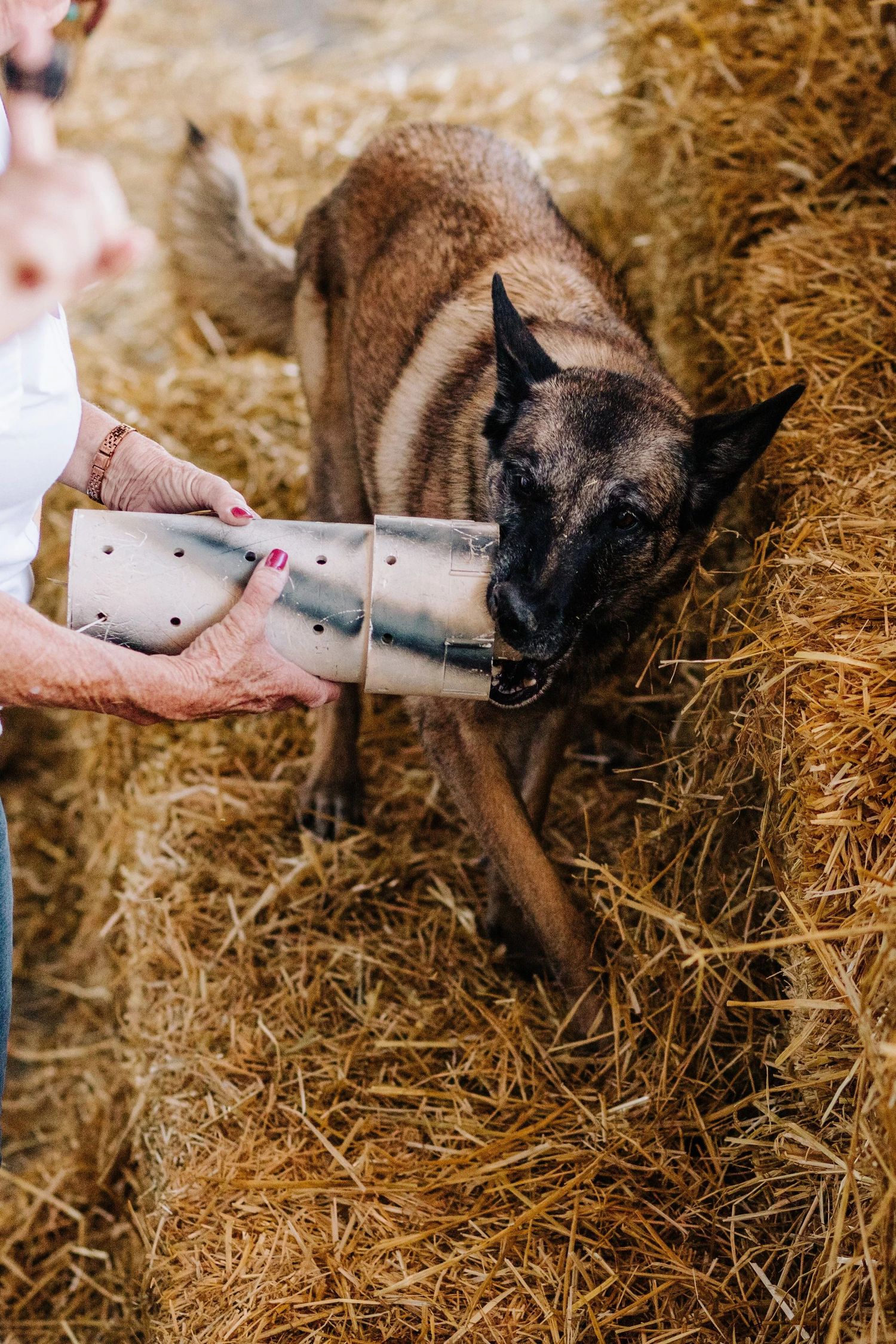 Belgian Malinois dog biting a rat tube during a Barn Hunt trial in a hay-filled barn.