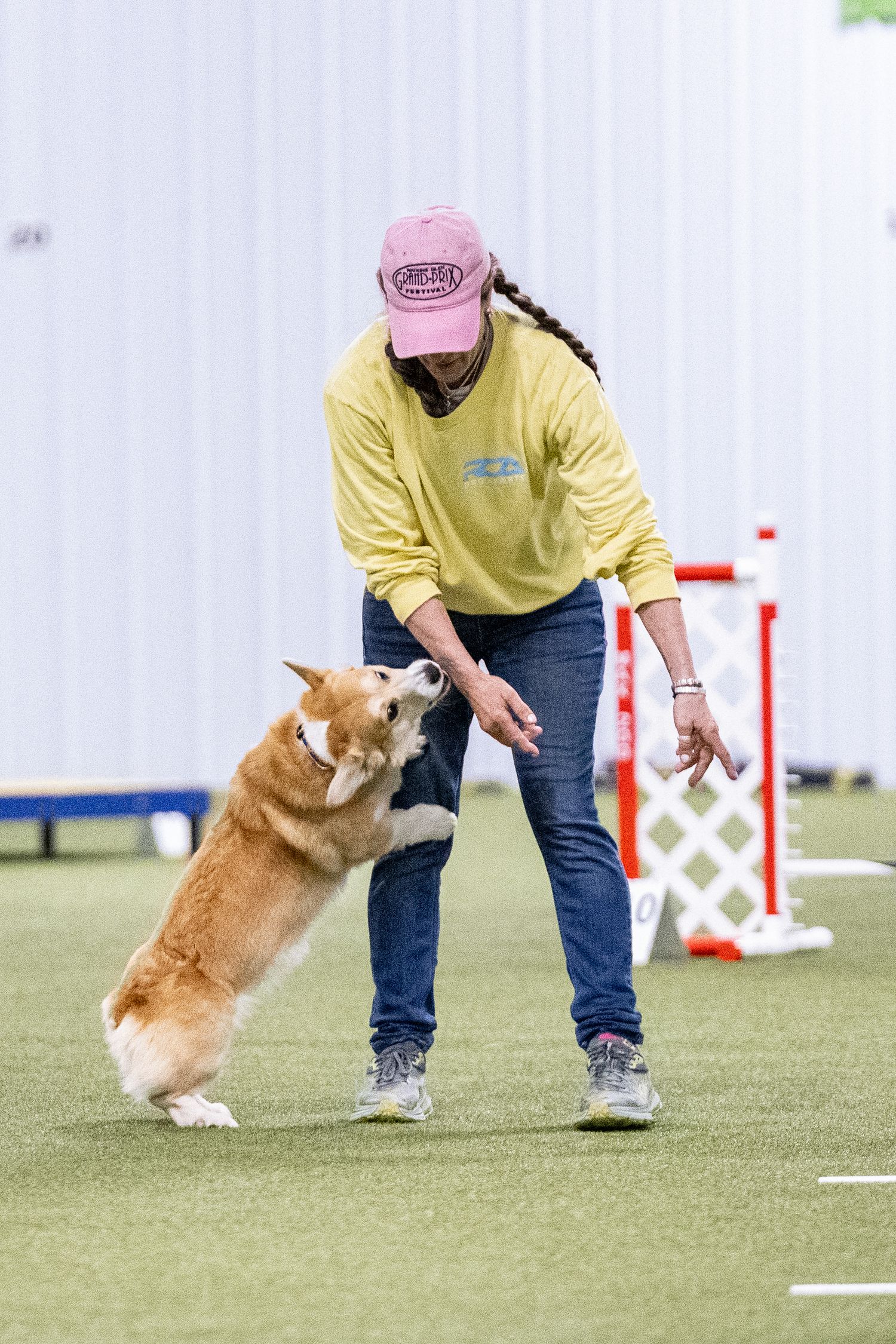 Corgi standing on hind legs reaching toward trainer in yellow shirt during indoor dog agility competition.
