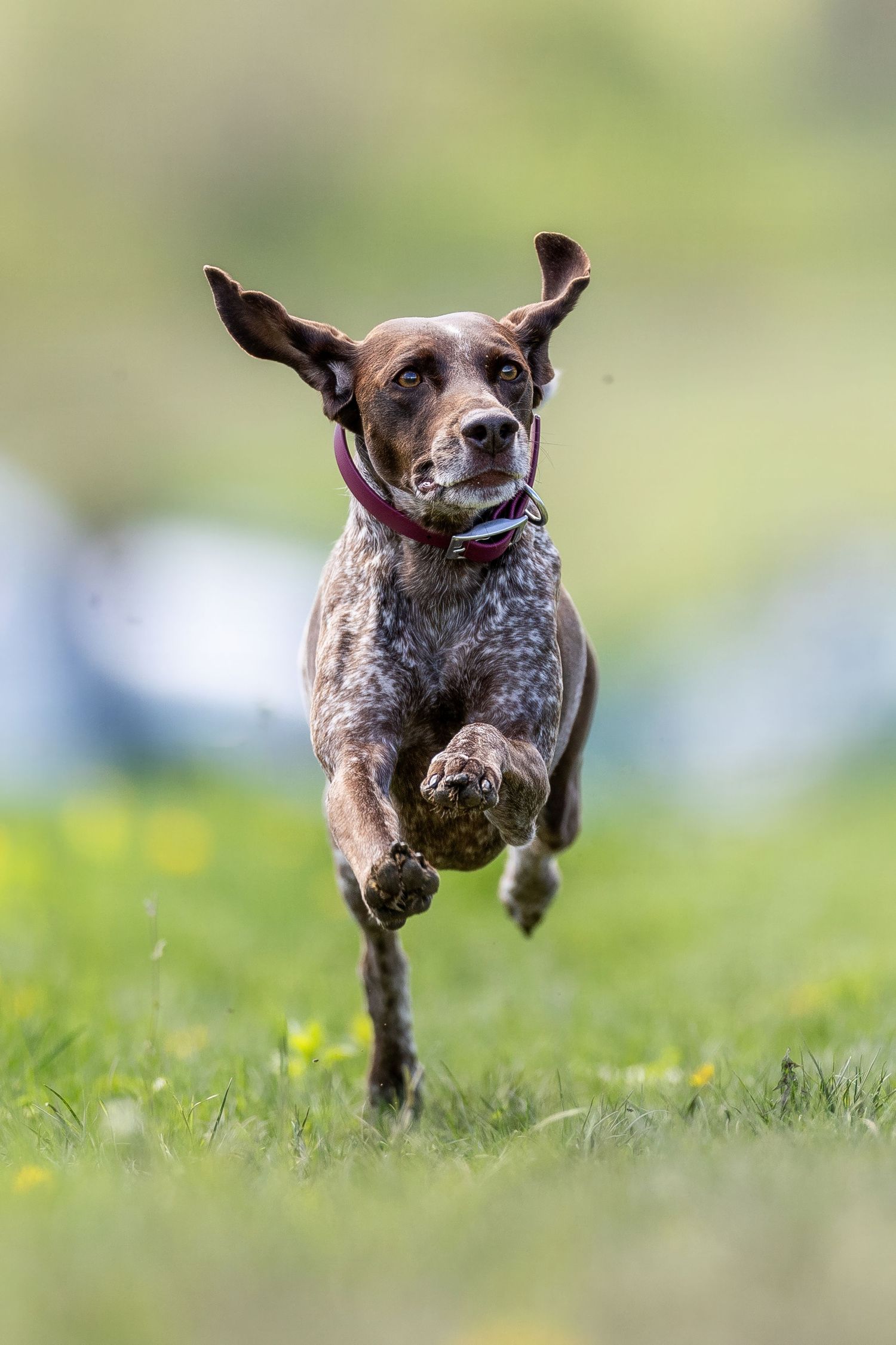 German Shorthaired Pointer dog running fast toward camera across green grassy field.