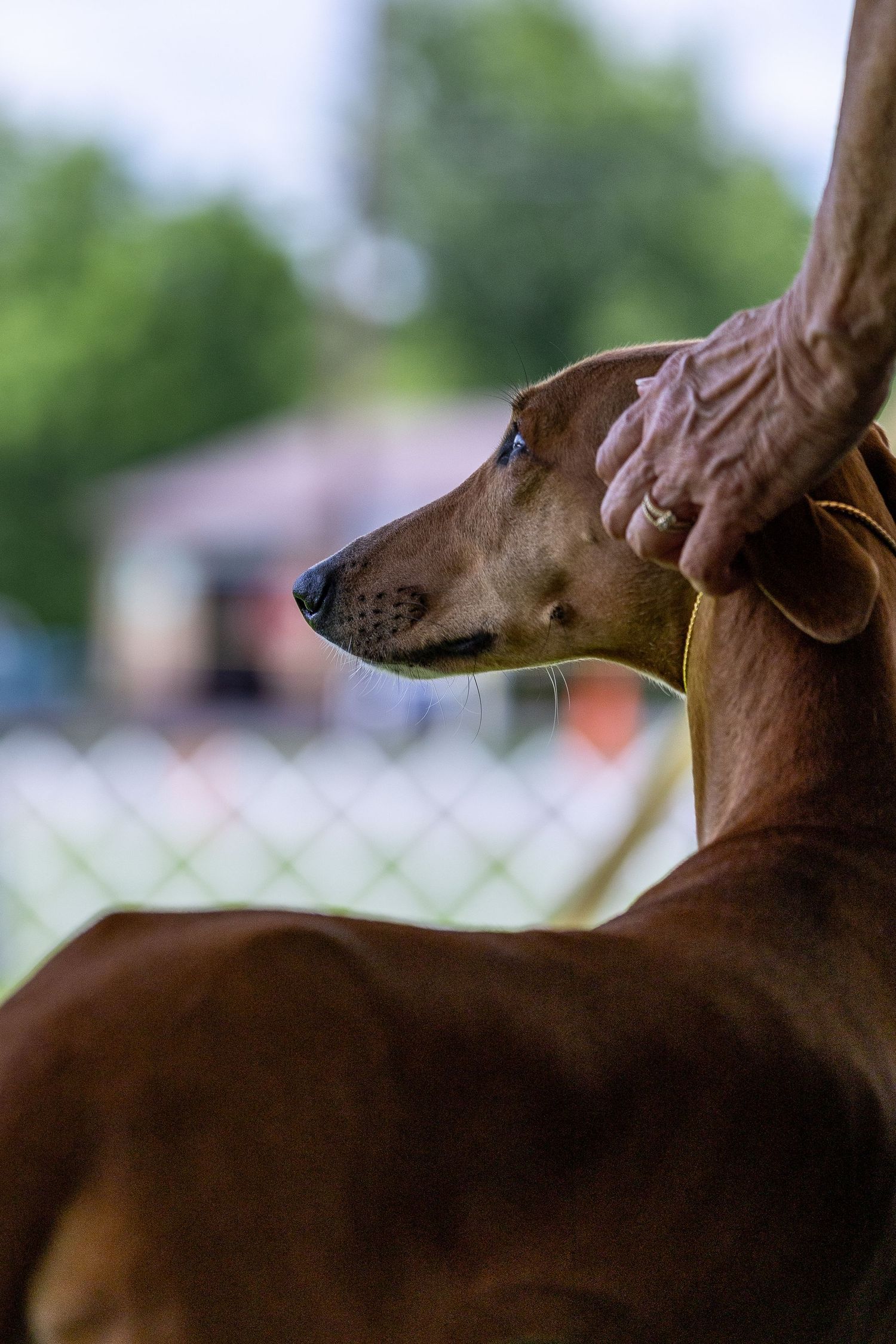 A person gently holds the neck of a sleek brown Azawakh outdoors near a fence.