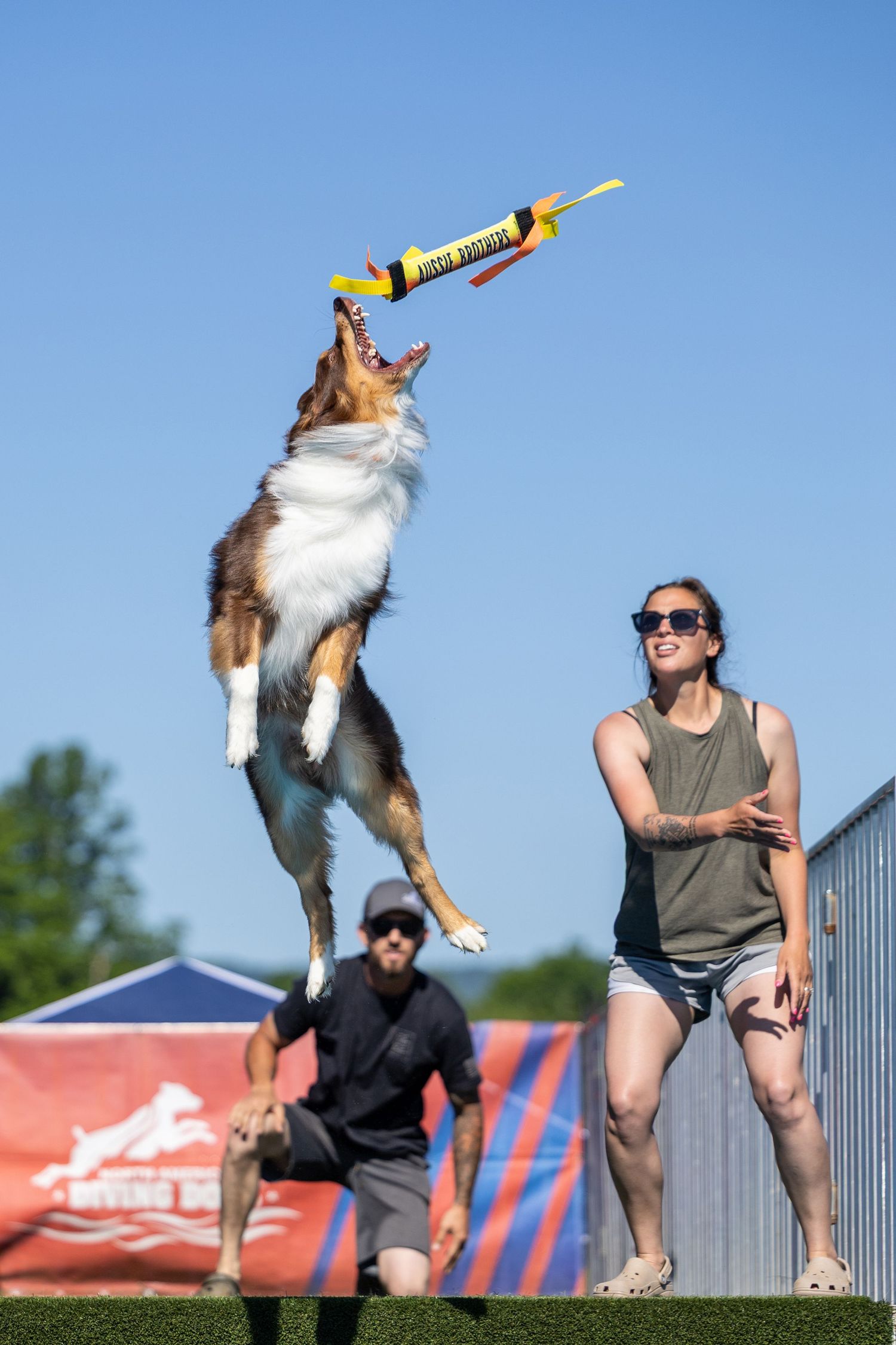 An Australian Shepherd dog leaps high to catch a colorful toy tossed by a woman at an outdoor dock diving competition.