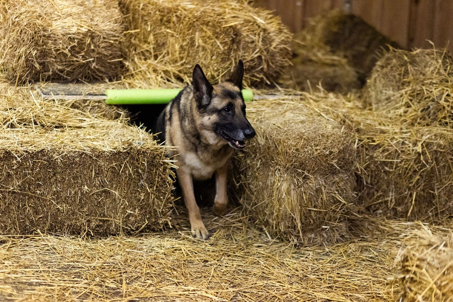 German Shepherd dog exiting a tunnel made of straw bales during a Barn Hunt trial.