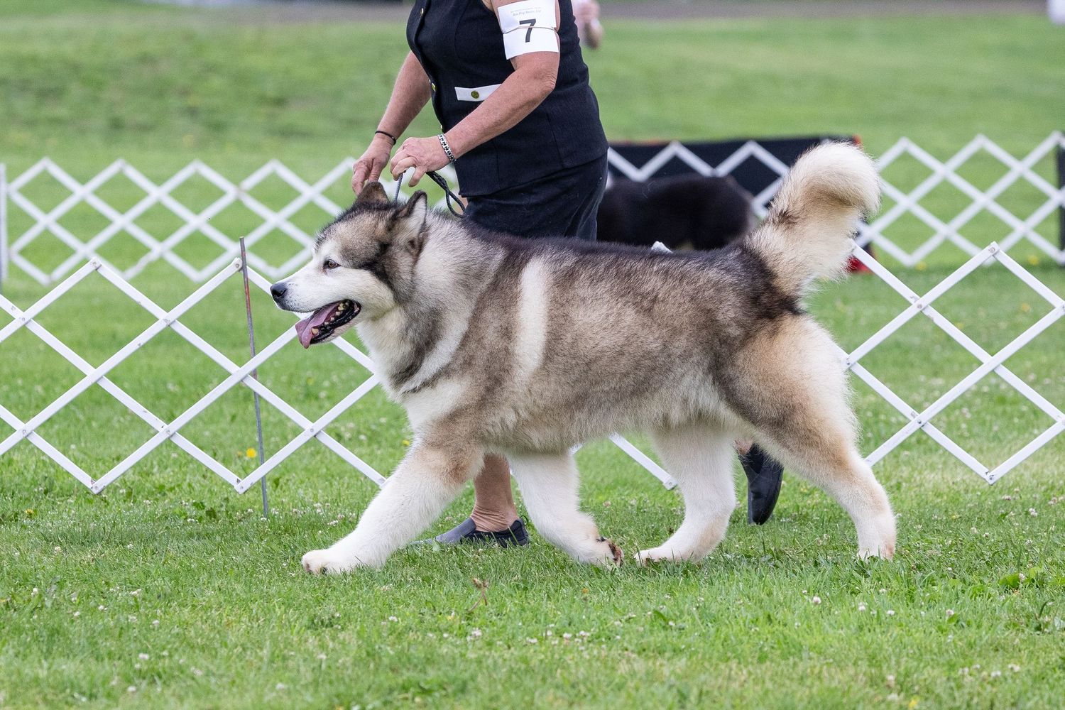 Alaskan Malamute dog trotting gracefully on green grass at an outdoor dog show competition.