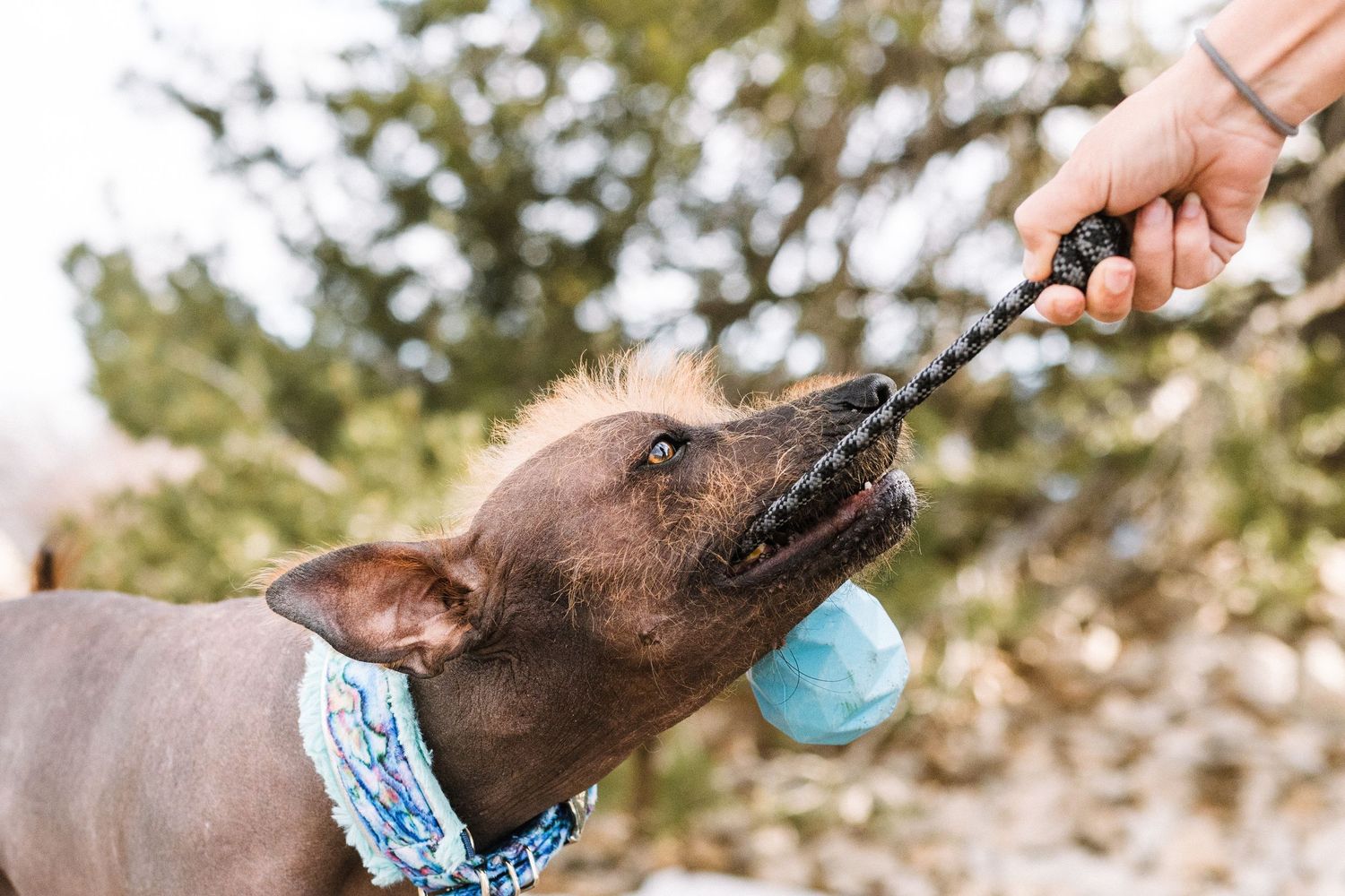 A hairless brown Xoloitzcuintli dog wearing a blue collar plays tug-of-war with a rope toy held by a human hand.