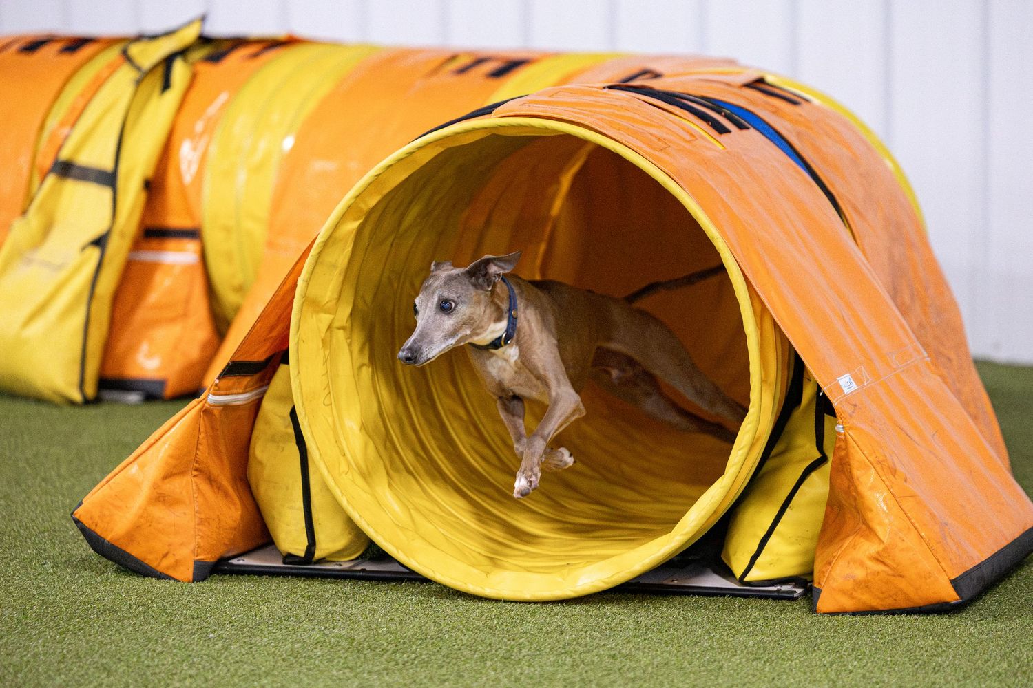 Slim grey Italian Greyhound running through a yellow agility tunnel during a dog sport event.