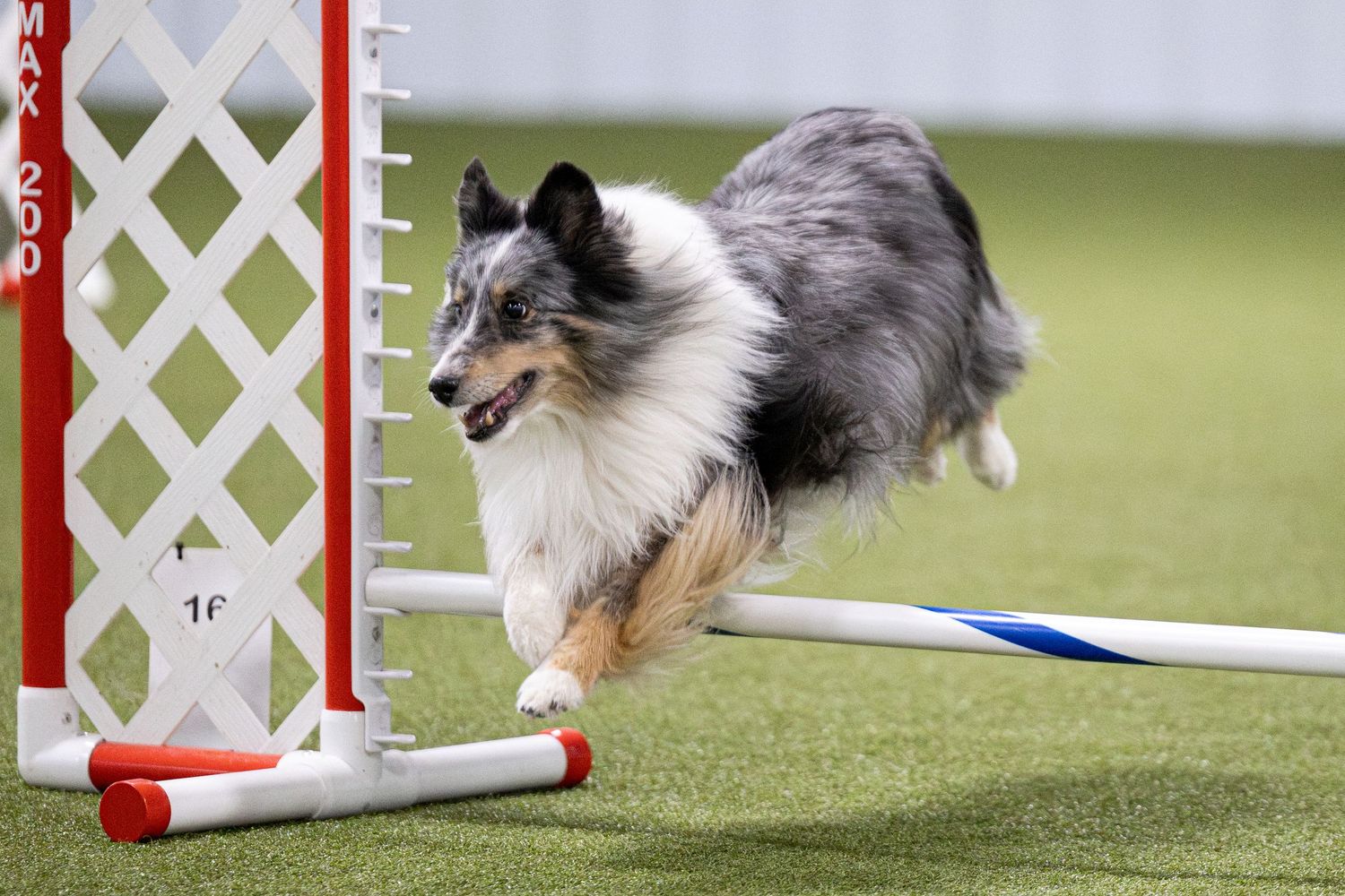 Blue merle Shetland Sheepdog leaping over an agility jump bar during a dog agility competition.