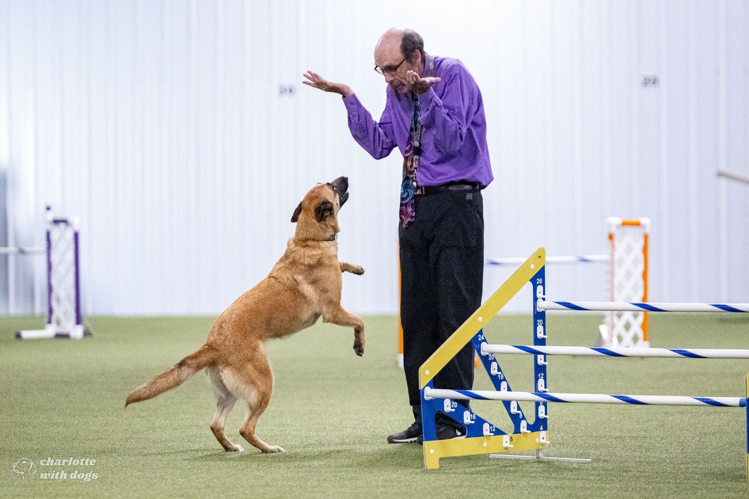 Dog jumping over agility hurdle while judge in purple shirt shrugs and engages with the dog.