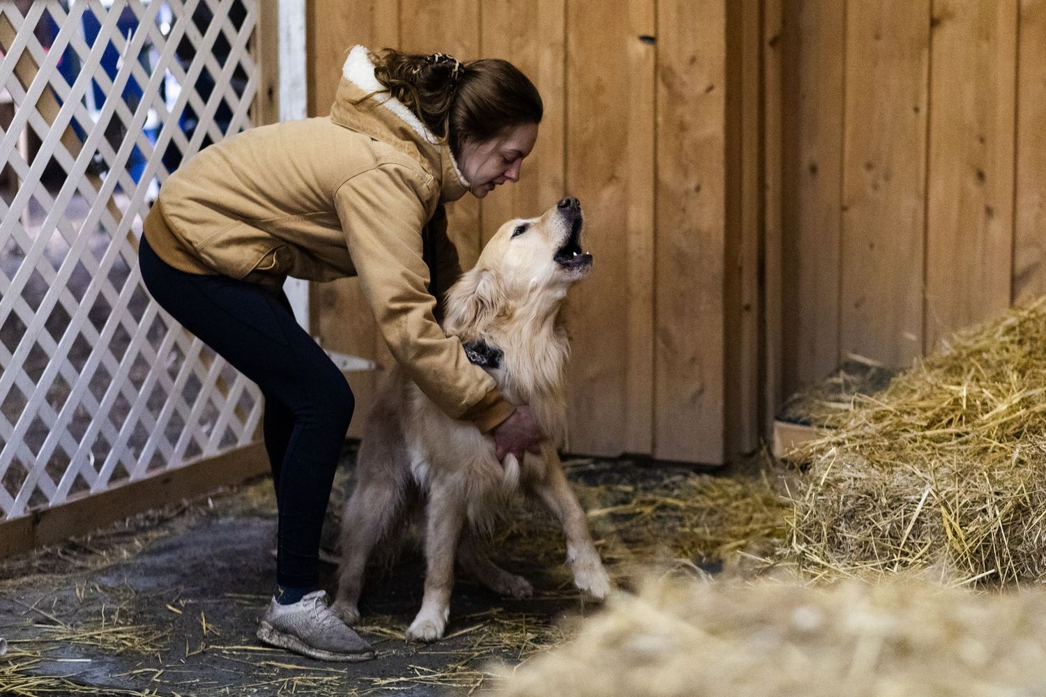 Woman in brown jacket affectionately interacting with golden retriever dog in barn setting.