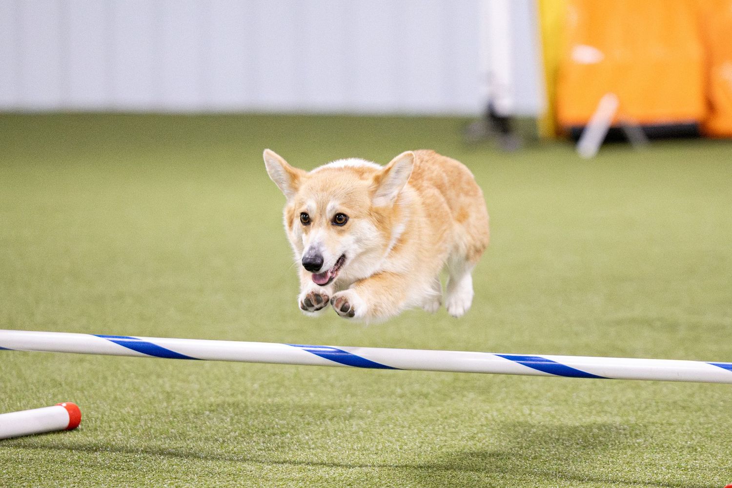 Pembroke Welsh Corgi leaping over a blue and white striped bar at an indoor agility competition.