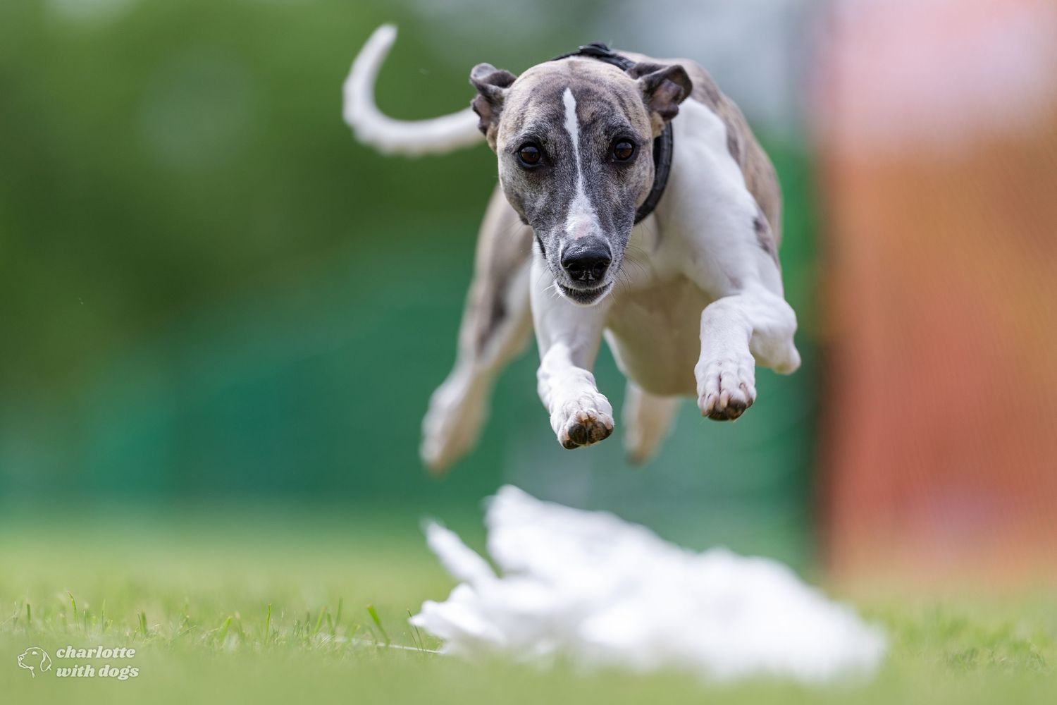 A Whippet dog leaping mid-air over grass chasing a white lure in an outdoor dog racing event.