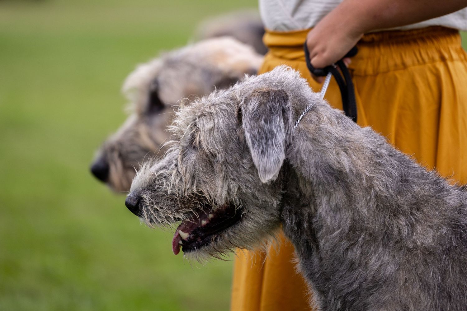 Two Irish Wolfhounds standing beside a person in a yellow skirt on green grass.