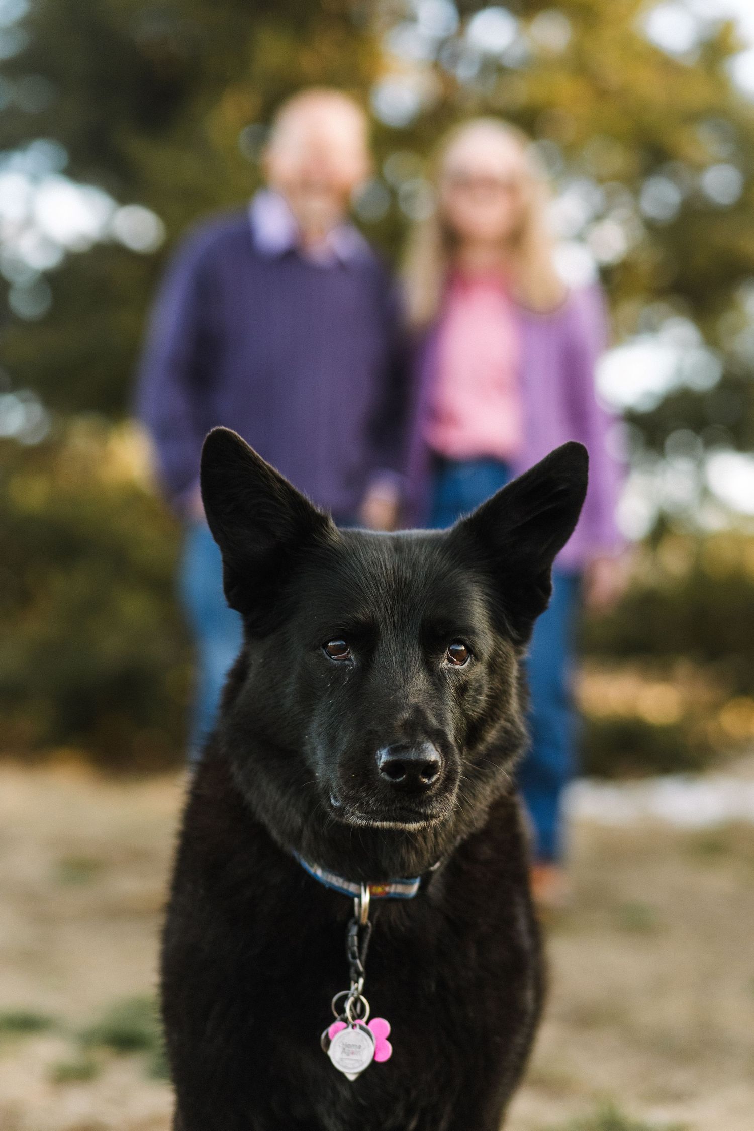 Black German Shepherd dog with pink tag sitting in focus with blurred couple standing behind outdoors.