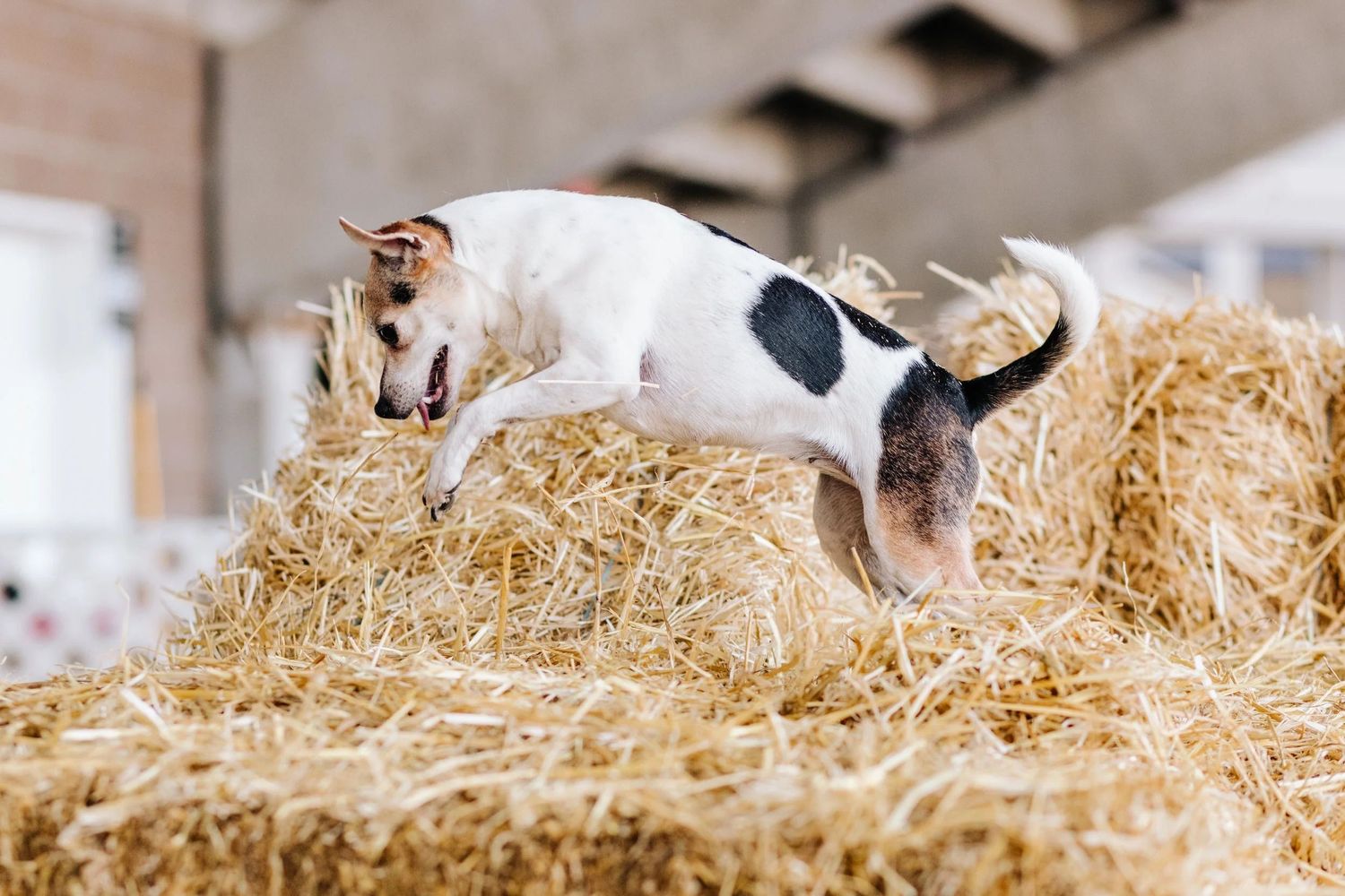 Danish-Swedish Farmdog pouncing on a bale of straw during a Barn Hunt trial.