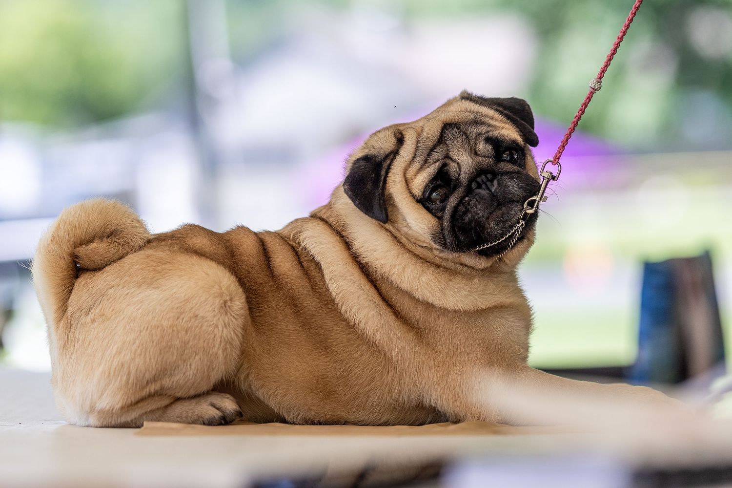 Close-up portrait of a fawn Pug with wrinkled face resting on a table at a dog show.