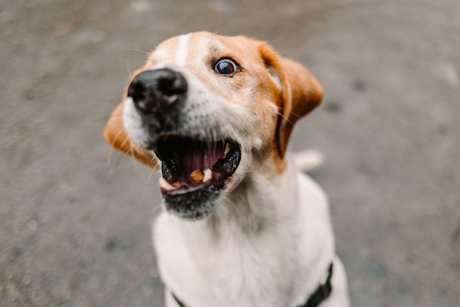 An excited brown and white hound mixed breed dog catches a treat with mouth open in an outdoor setting.