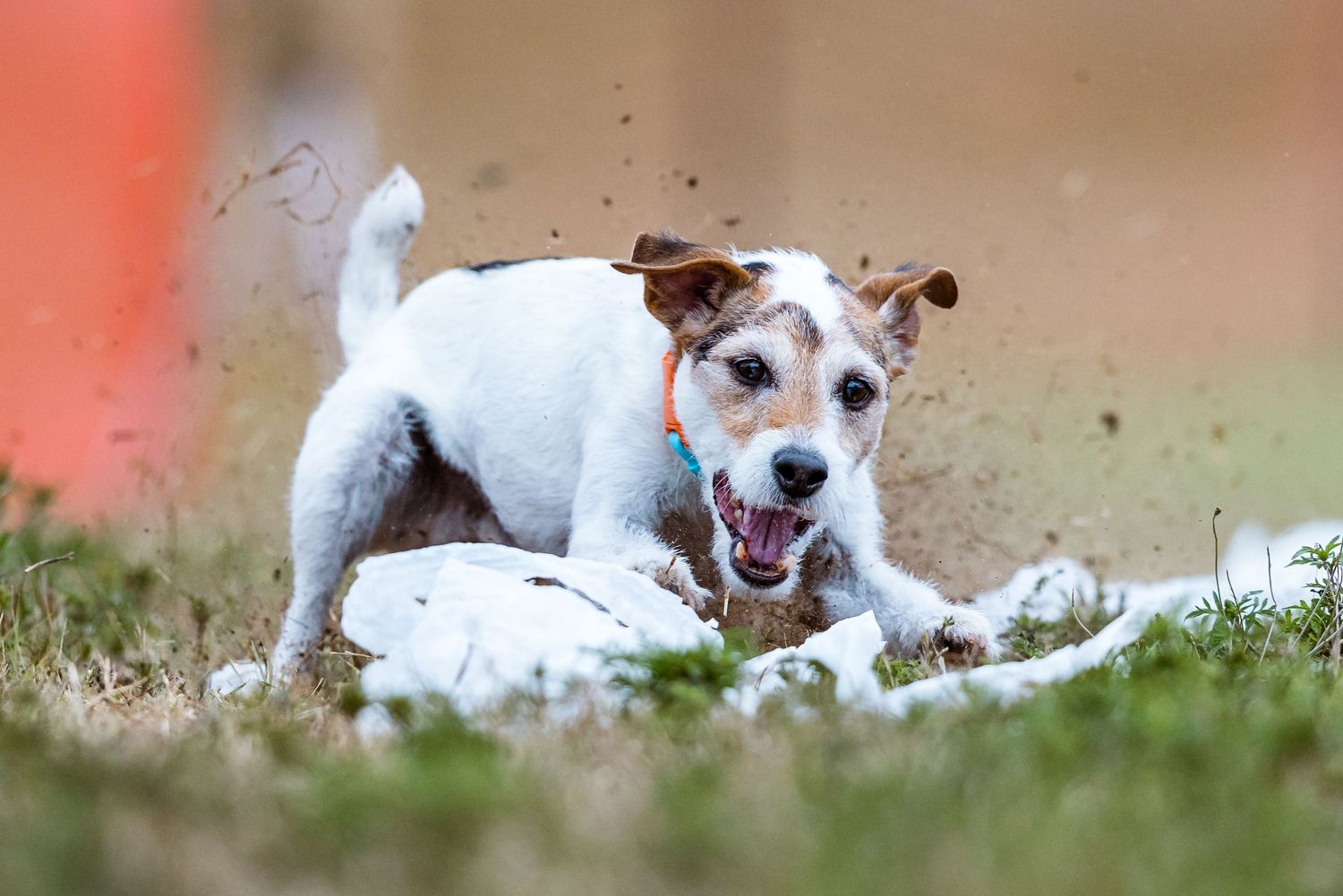 A Jack Russell Terrier dog pouncing on white garbage bag lure at a Fast CAT event on green grass.