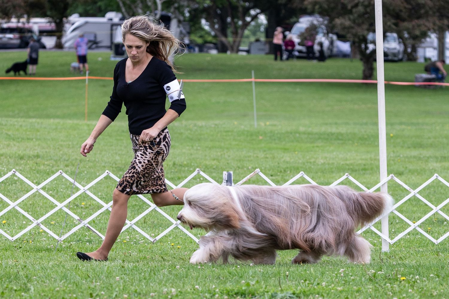 Woman in leopard print skirt running with a Bearded Collie dog at an outdoor dog show competition.