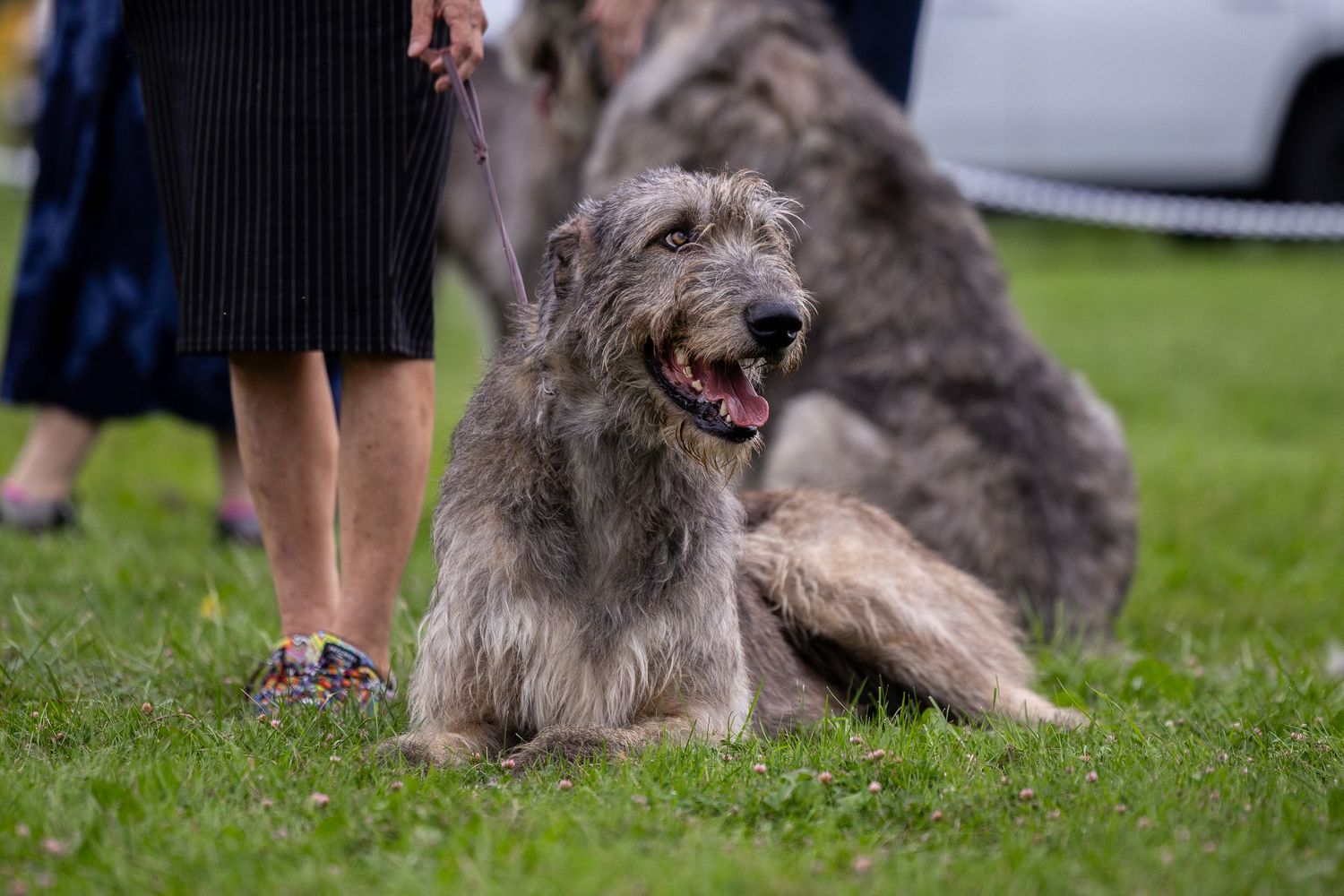 A large grey Irish Wolfhound sits on green grass on a leash at an outdoor dog show.