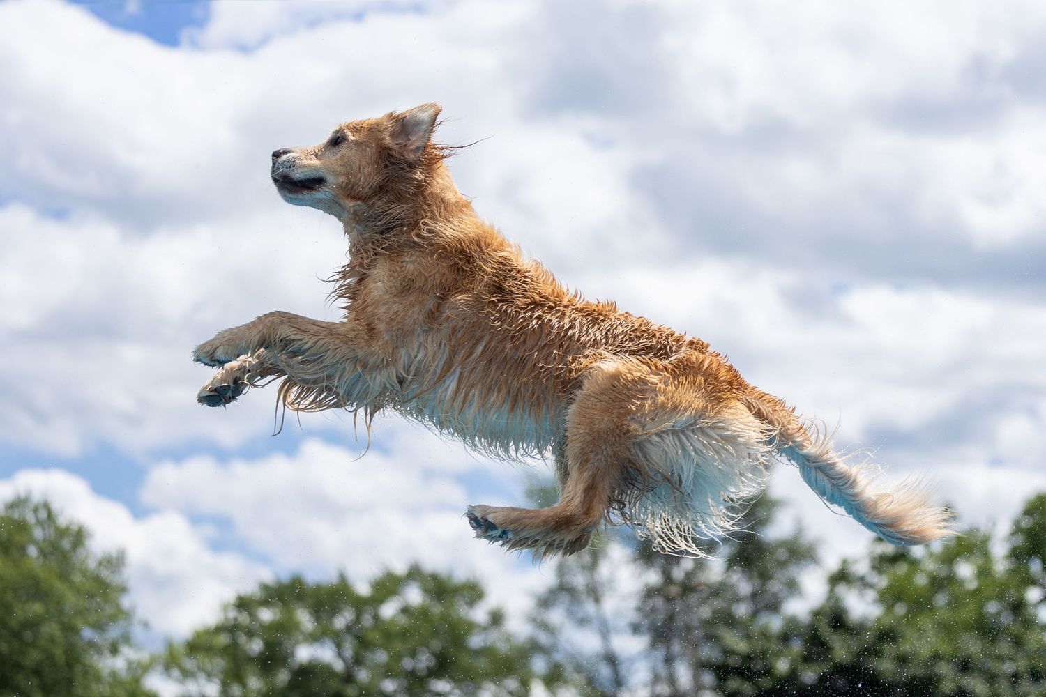 A wet golden retriever leaps joyfully through the air against a bright cloudy sky with green trees below.