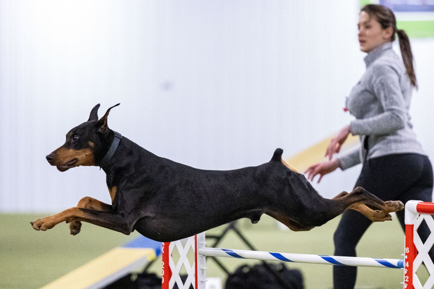 Doberman Pinscher soaring over agility jump bar while female handler runs alongside in indoor arena.