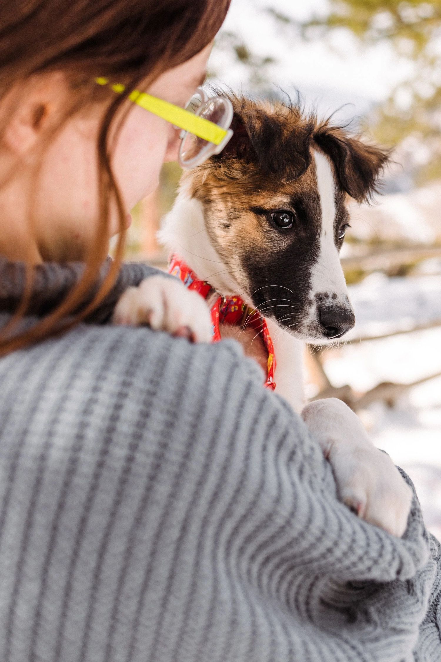 Woman holding small brown and white Windsprite puppy wearing red collar in snowy setting.
