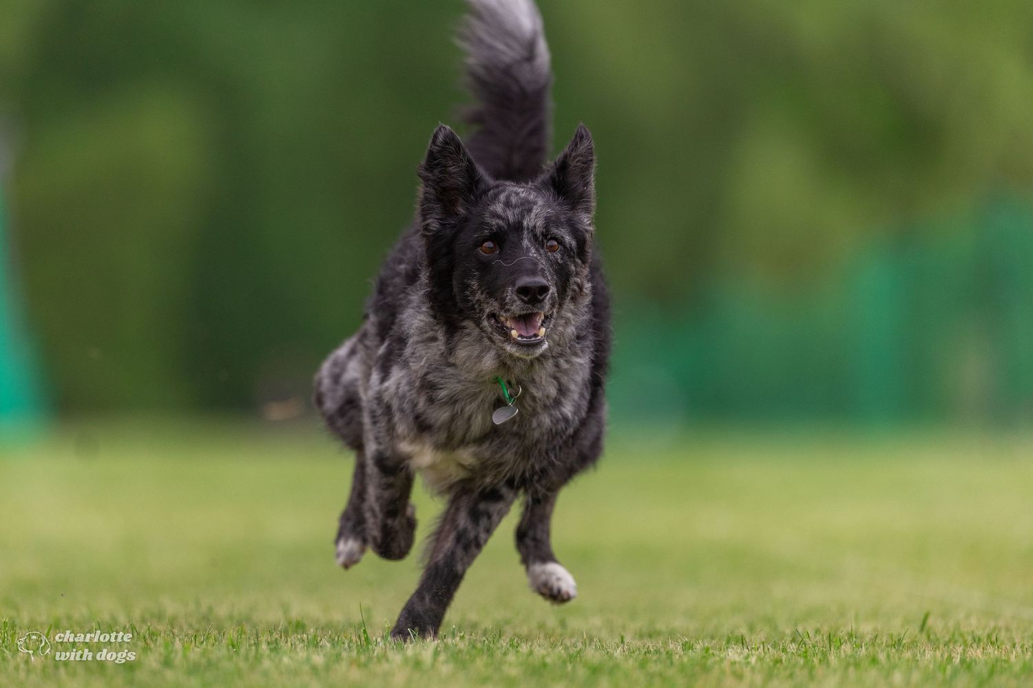 Dark merle Mudi dog running energetically across green grass field outdoors during a Fast CAT event.