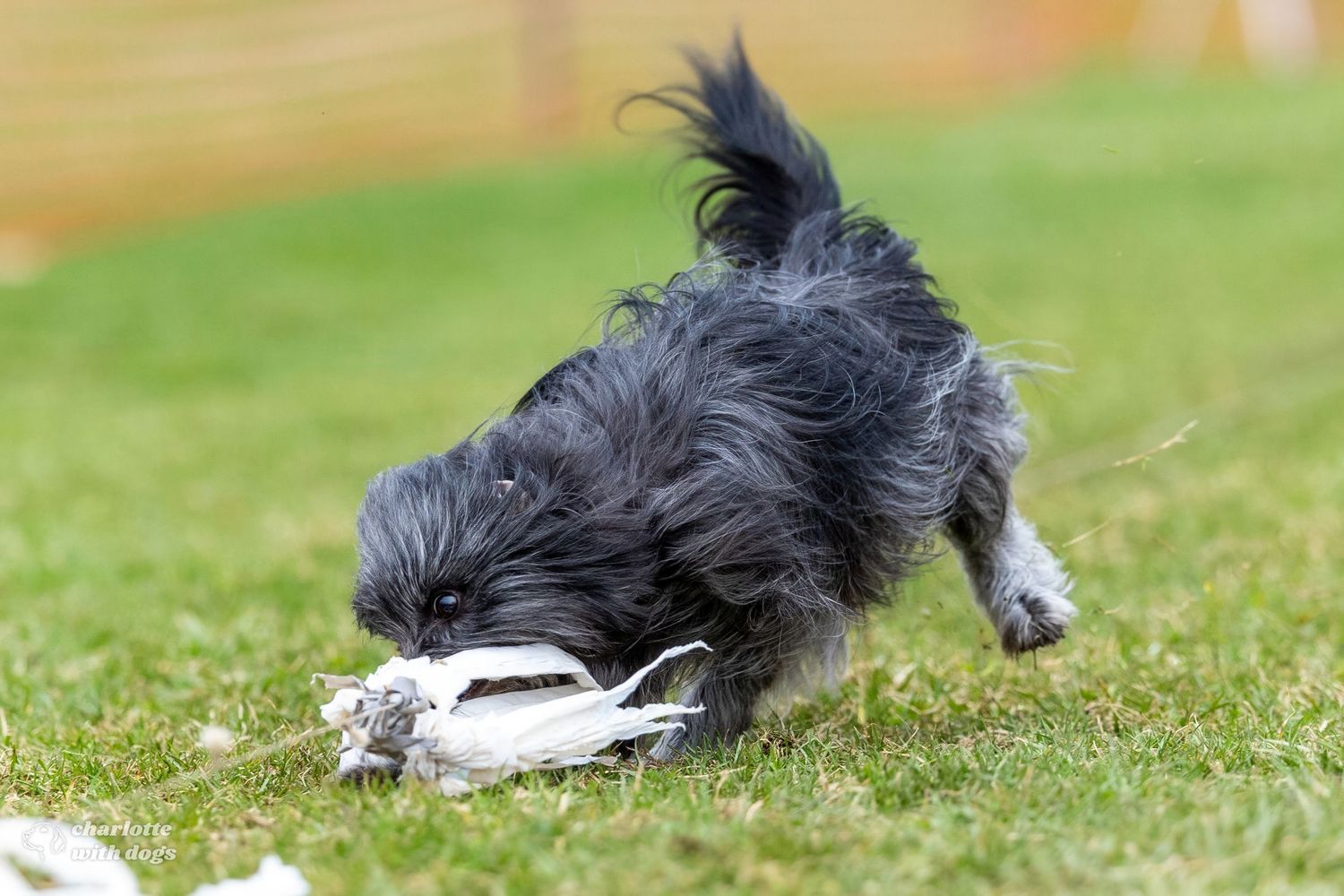 Small black fluffy dog pounces on a plastic bag lure during a Fast CAT event.