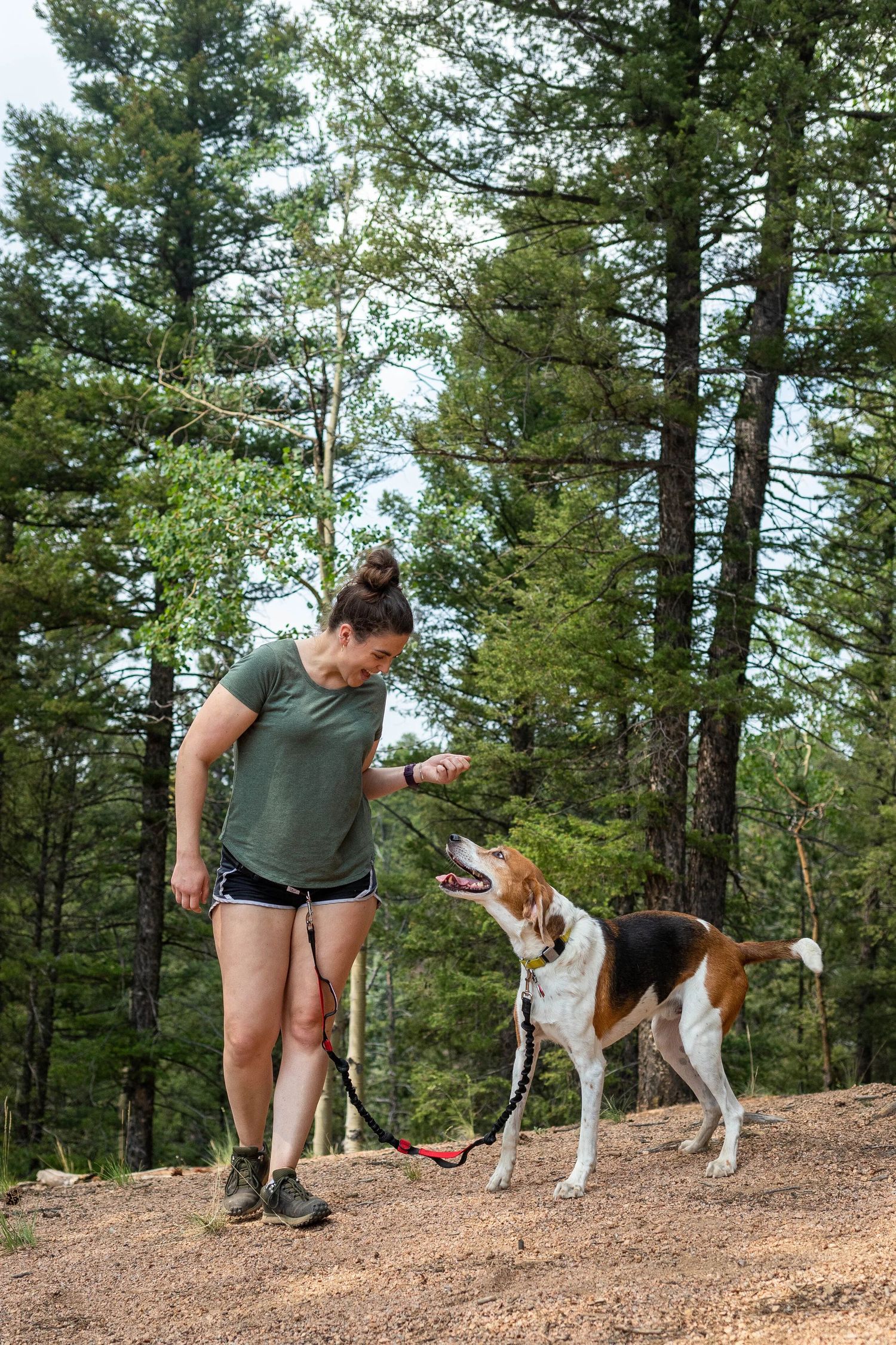 Woman in green shirt trains her tricolor hound dog on a forest trail surrounded by tall pine trees.