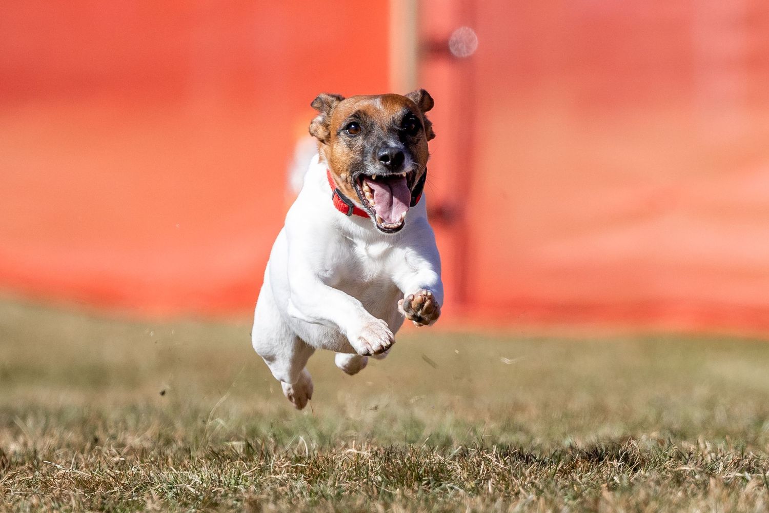 A Jack Russell Terrier running at full speed with all four paws off the ground outdoors at a Fast CAT event.