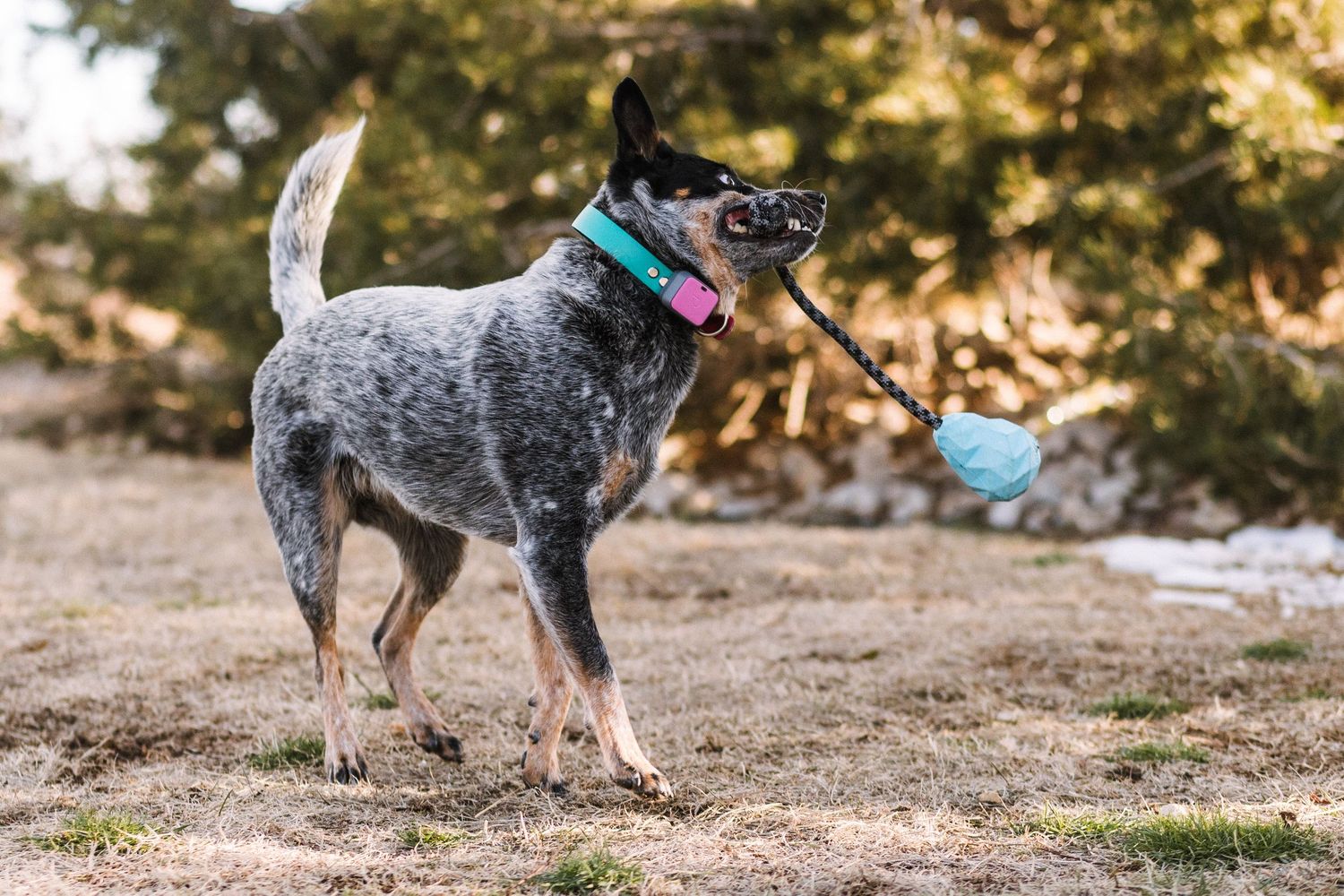 A Blue Heeler (Australian Cattle Dog) plays fetch outdoors, carrying a rubber toy on a rope in its mouth.