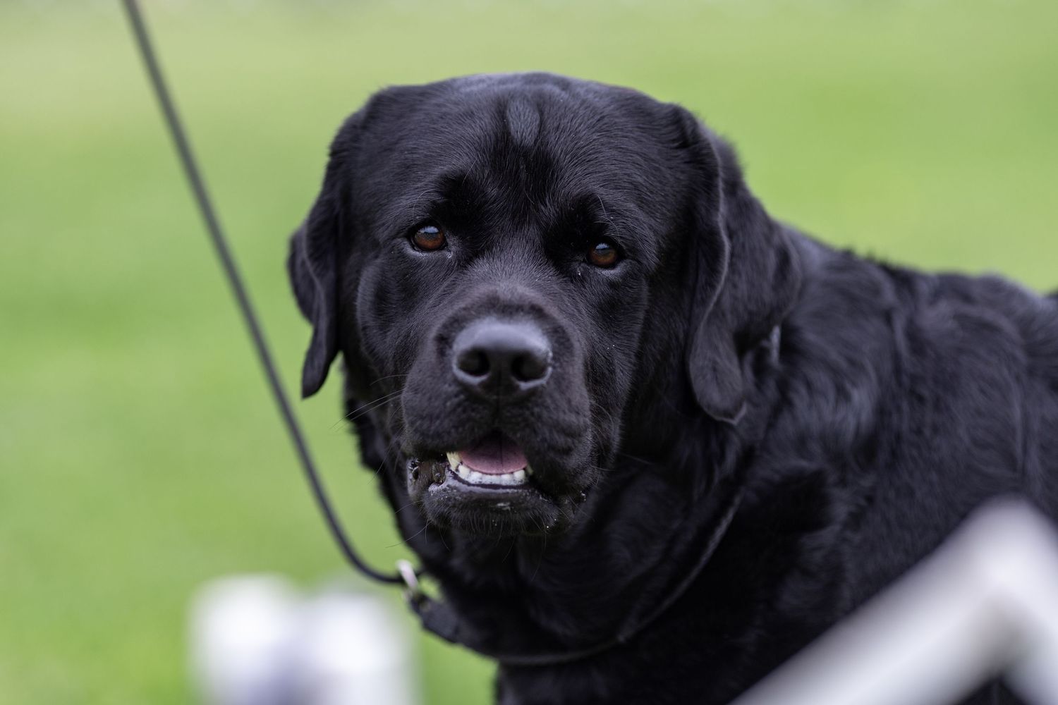 Close-up portrait of a black Labrador Retriever on a leash at an outdoor dog show competition.