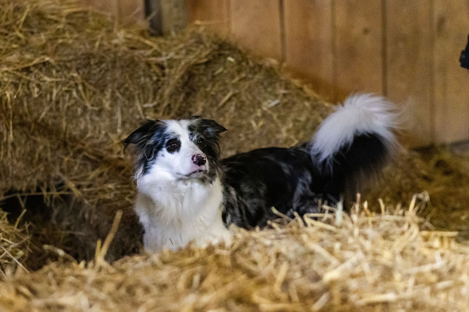 A black and white Border Collie sits alert among hay bales inside a rustic wooden barn.