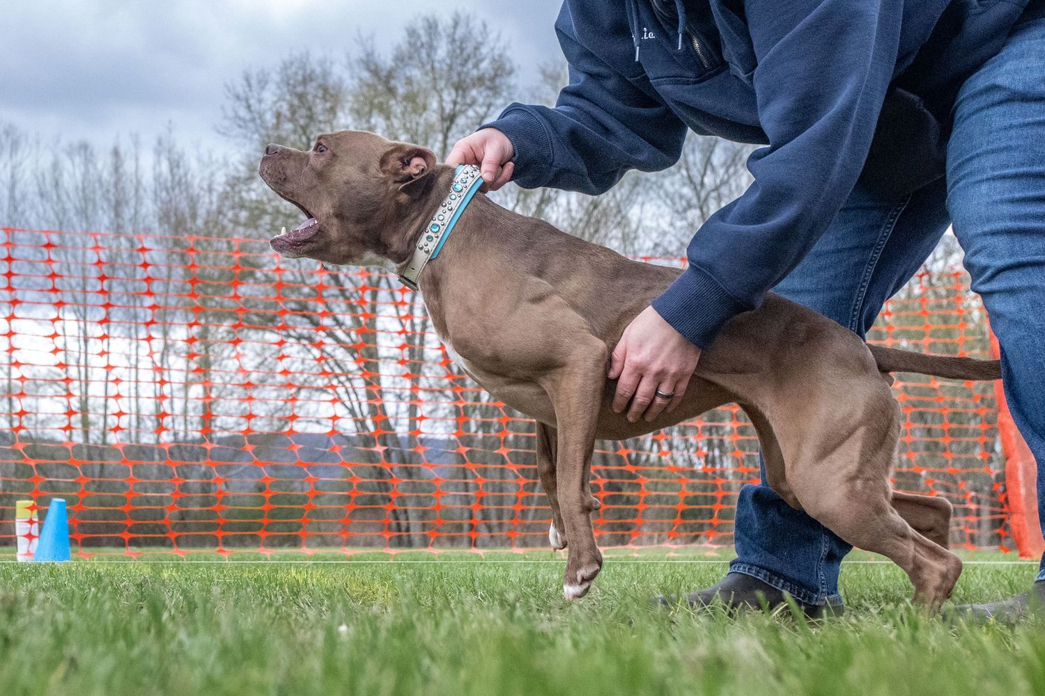 Brown Pit Bull Terrier excitedly screaming at the beginning of a Fast CAT lane.
