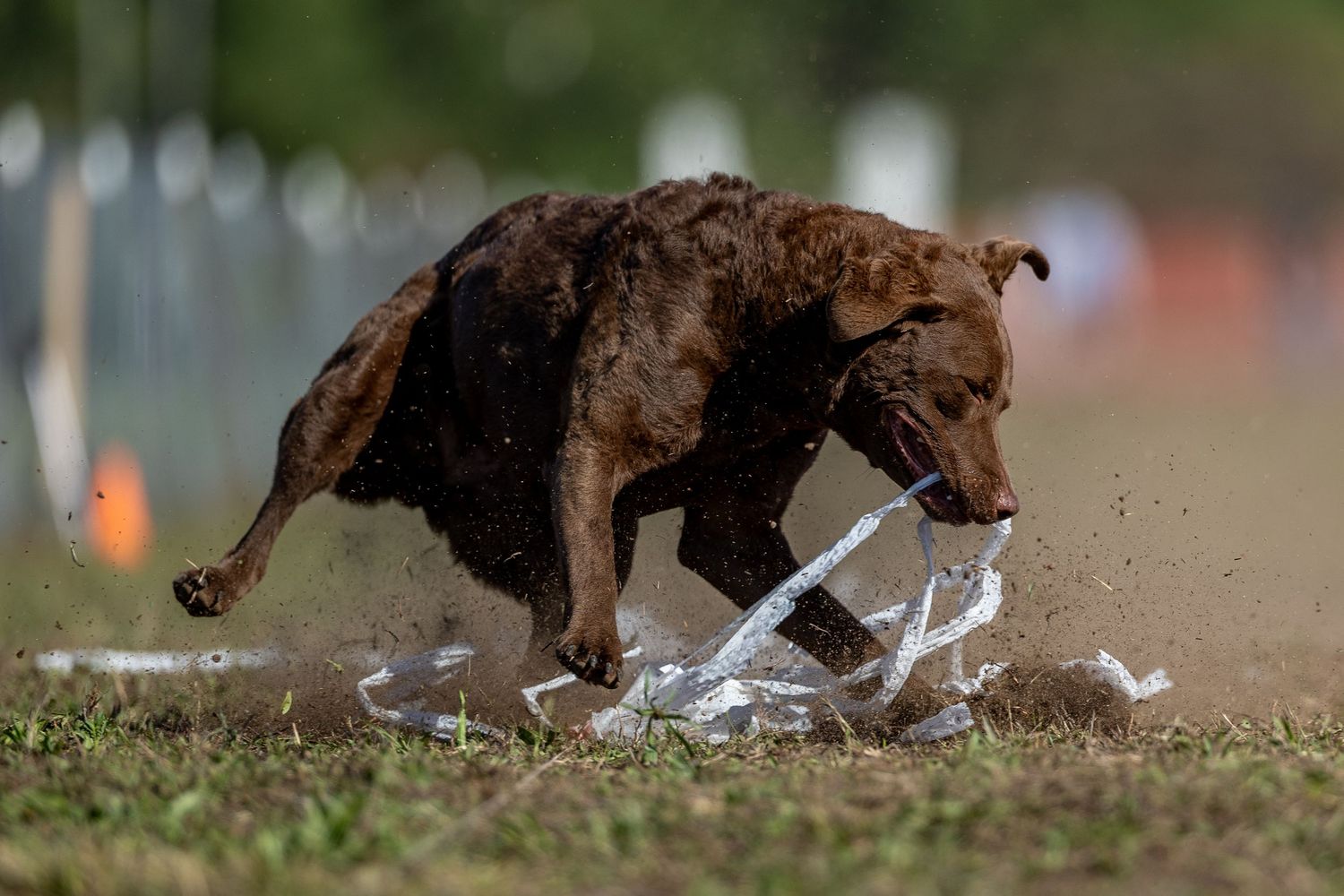 A brown Chesapeake Bay Retriever dog pouncing on white garbage bag lure at a Fast CAT event on green grass.