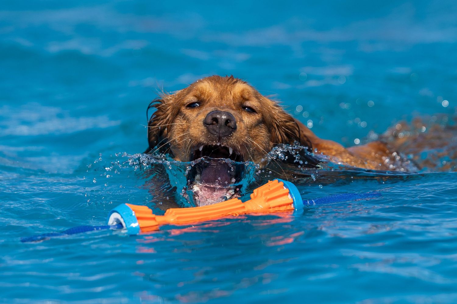 Golden retriever dog swimming in blue pool while carrying an orange and blue toy in its mouth.