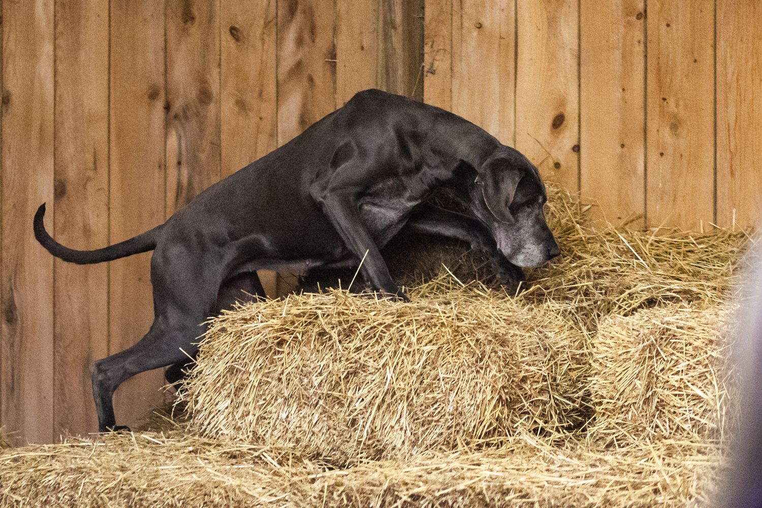 Gray Great Dane climbing on bales of straw during a Barn Hunt trial.