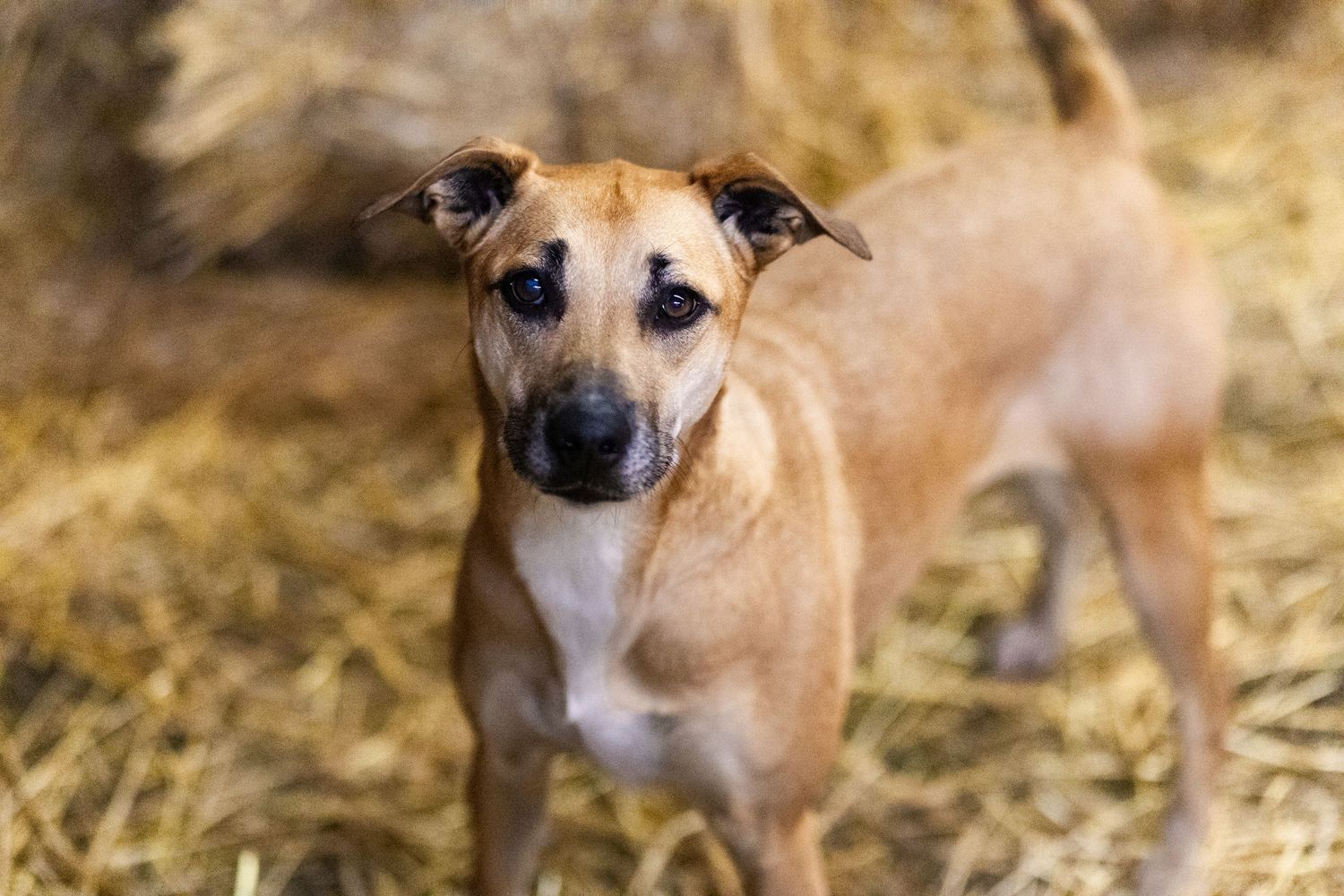 A tan mixed-breed dog stands alert on hay, with expressive dark eyes and folded ears during a Barn Hunt trial.
