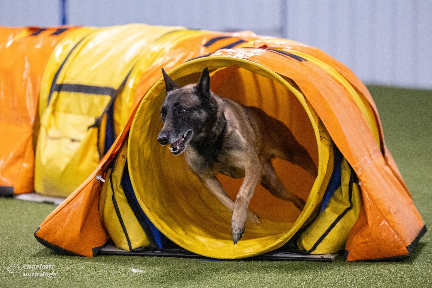 Belgian Malinois dog running through an orange and yellow agility tunnel on green turf during a dog sport competition.