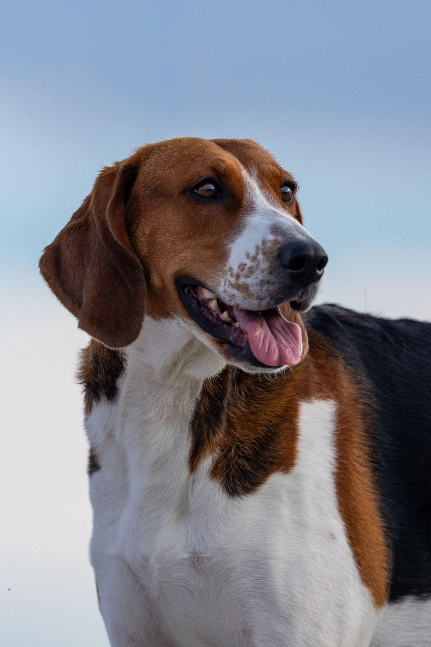 A happy tricolor Beagle dog with tongue out poses against a light blue sky background.