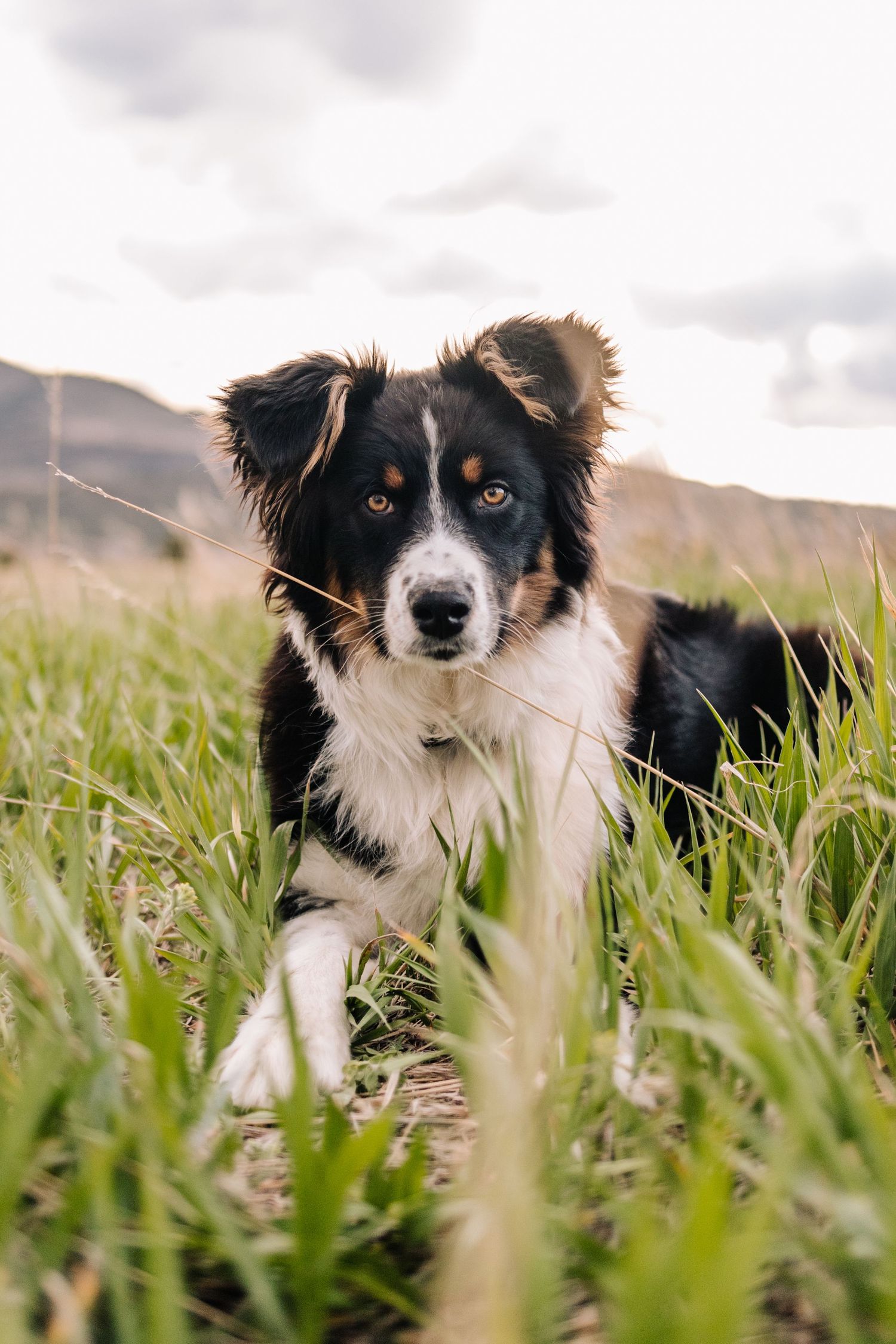 Black and white Australian Shepherd puppy lying in green grass field with mountains in background.