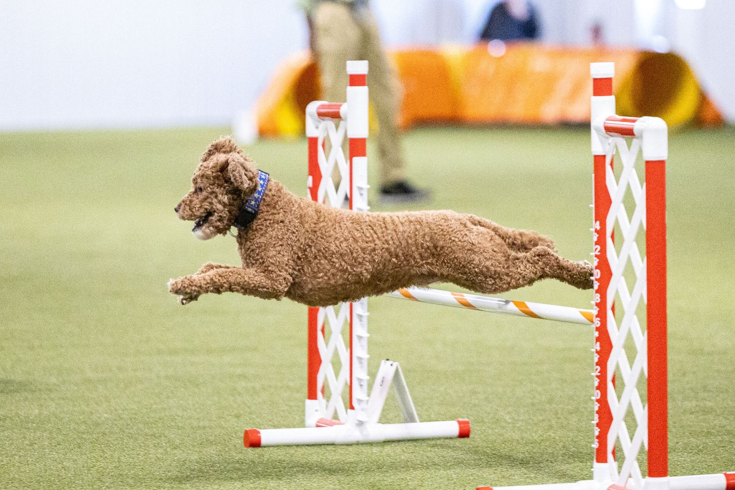A curly brown Poodle leaping over a jump obstacle during an indoor agility competition.