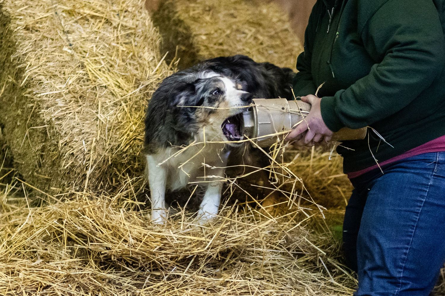 Australian Shepherd dog bites a rat tube being held by a handler during a Barn Hunt trial.