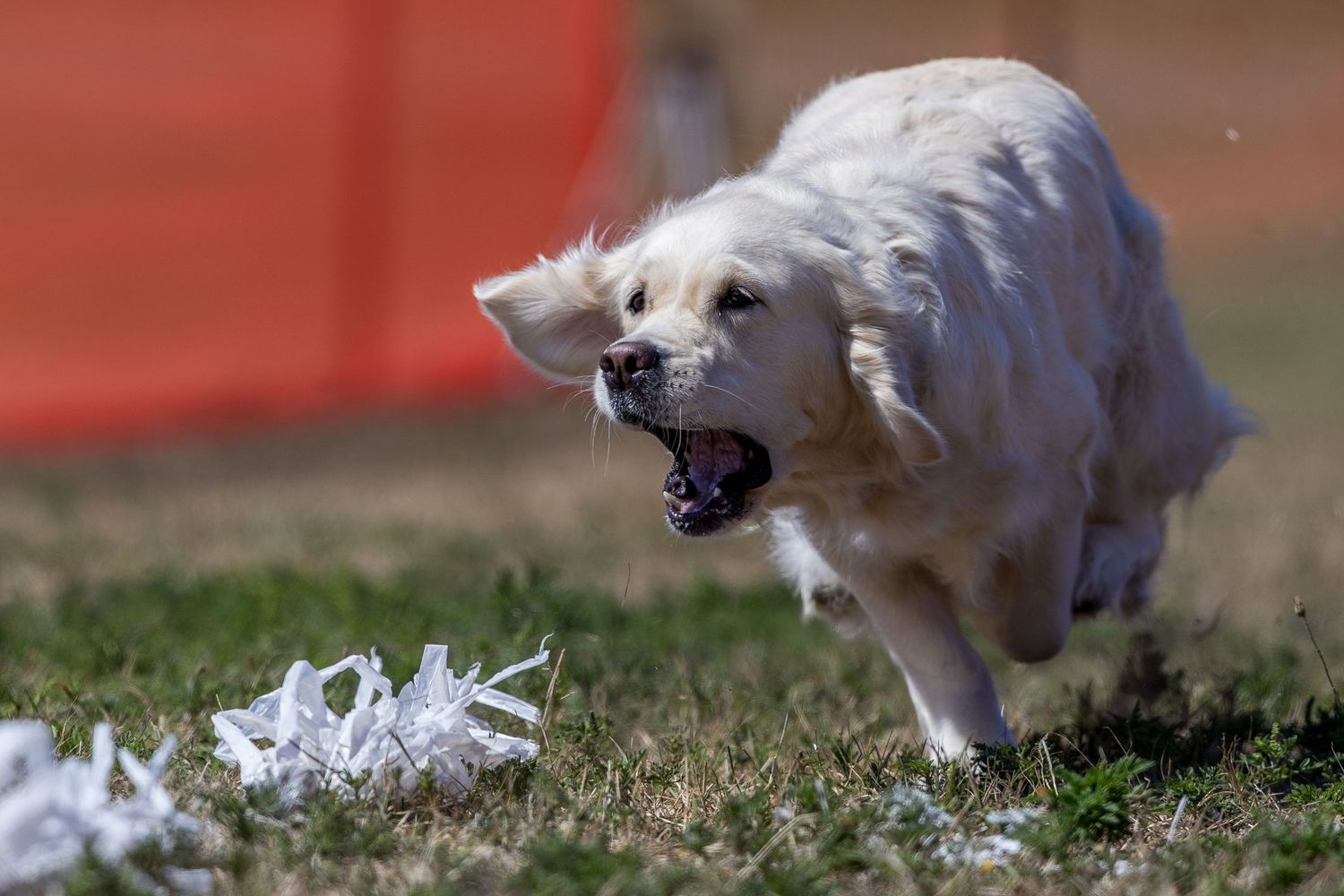 A cream Golden Retriever runs energetically across green grass, mouth open, chasing a white lure during a dog sport event.