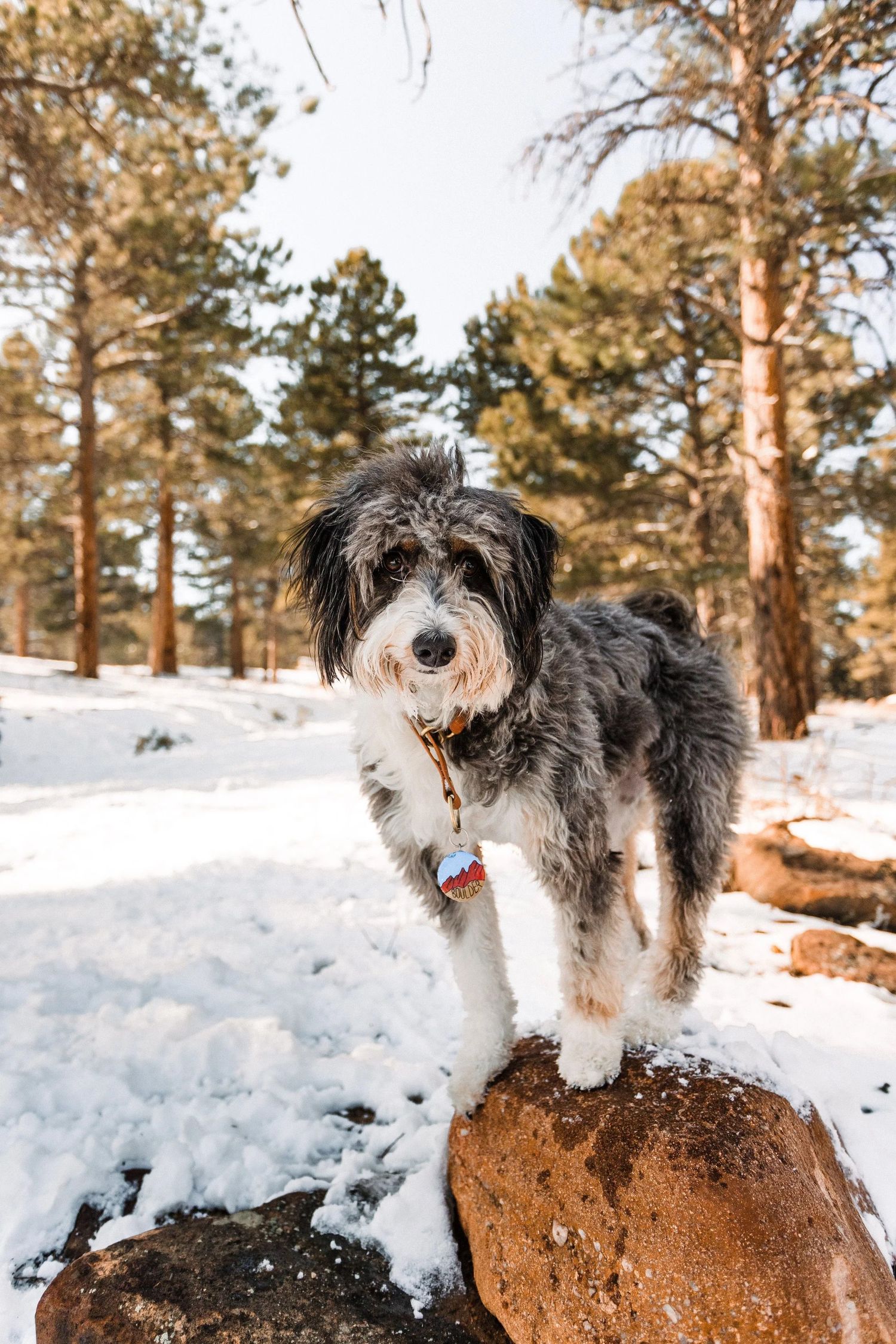 Fluffy black and white Aussiedoodle dog standing on a snow-covered rock in a winter forest with pine trees.