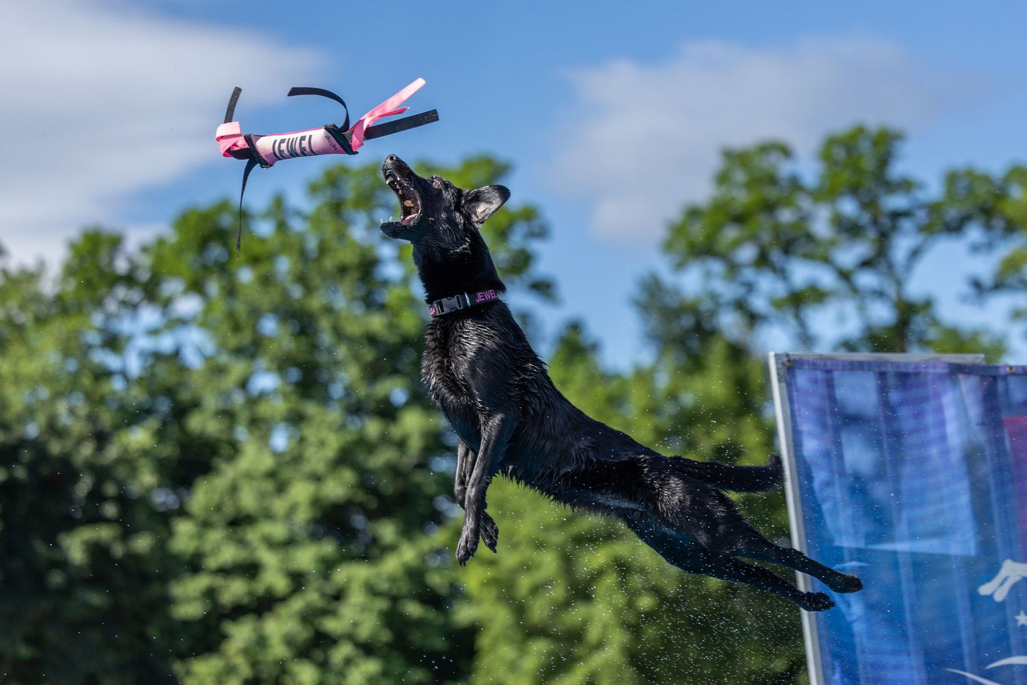 Black Labrador leaping mid-air to catch a colorful toy against a blue sky and green trees backdrop.