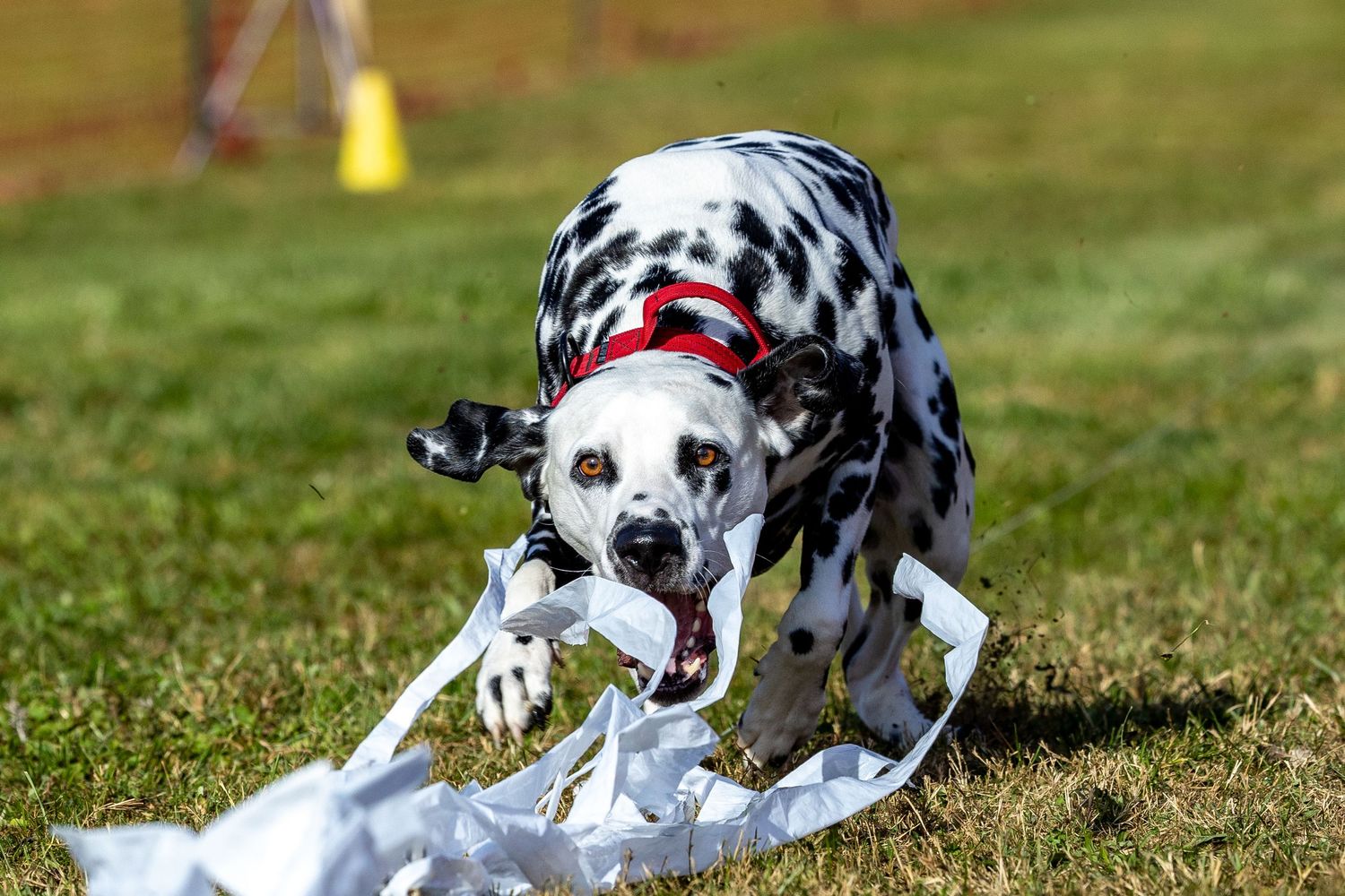 A black and white Dalmatian dog pouncing on white garbage bag lure at a Fast CAT event on green grass.