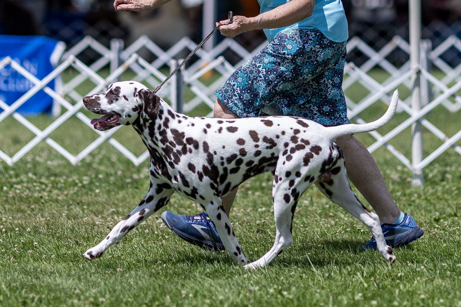 A Dalmatian dog runs on a leash at an outdoor dog show, guided by a handler in a teal floral skirt.