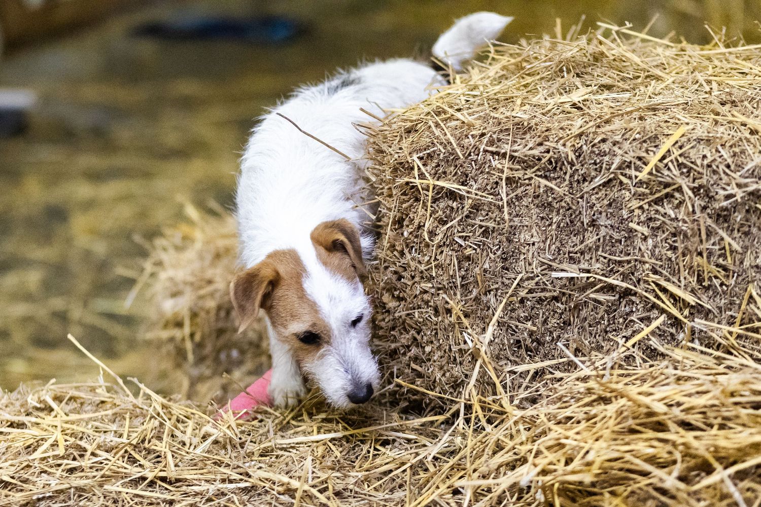A Jack Russell Terrier dog sniffing and exploring a large round hay bale during a Barn Hunt trial.